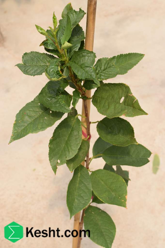 نهال بلولیبل آلبالو رقم MONTMORENCY