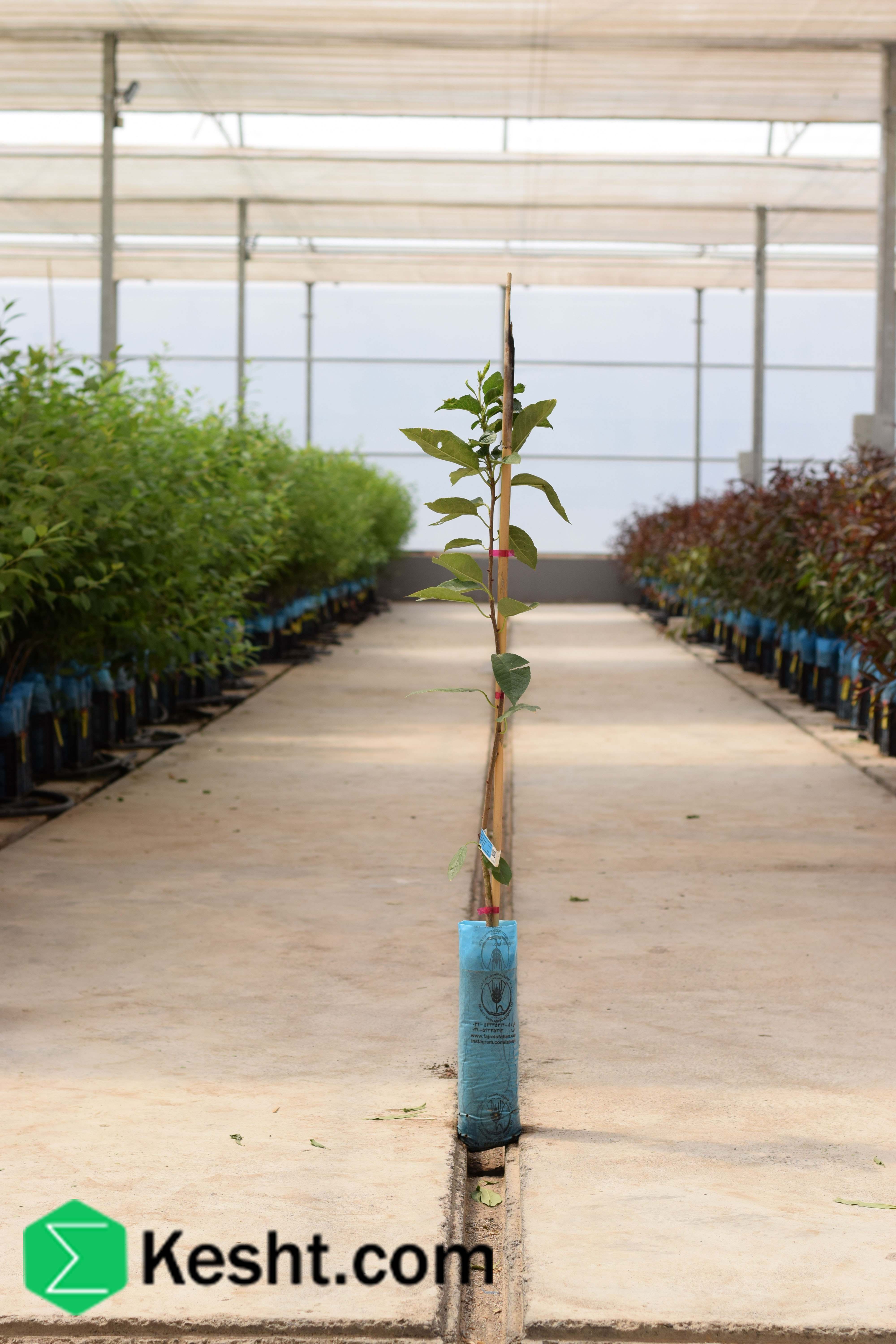 نهال بلولیبل آلبالو رقم MONTMORENCY