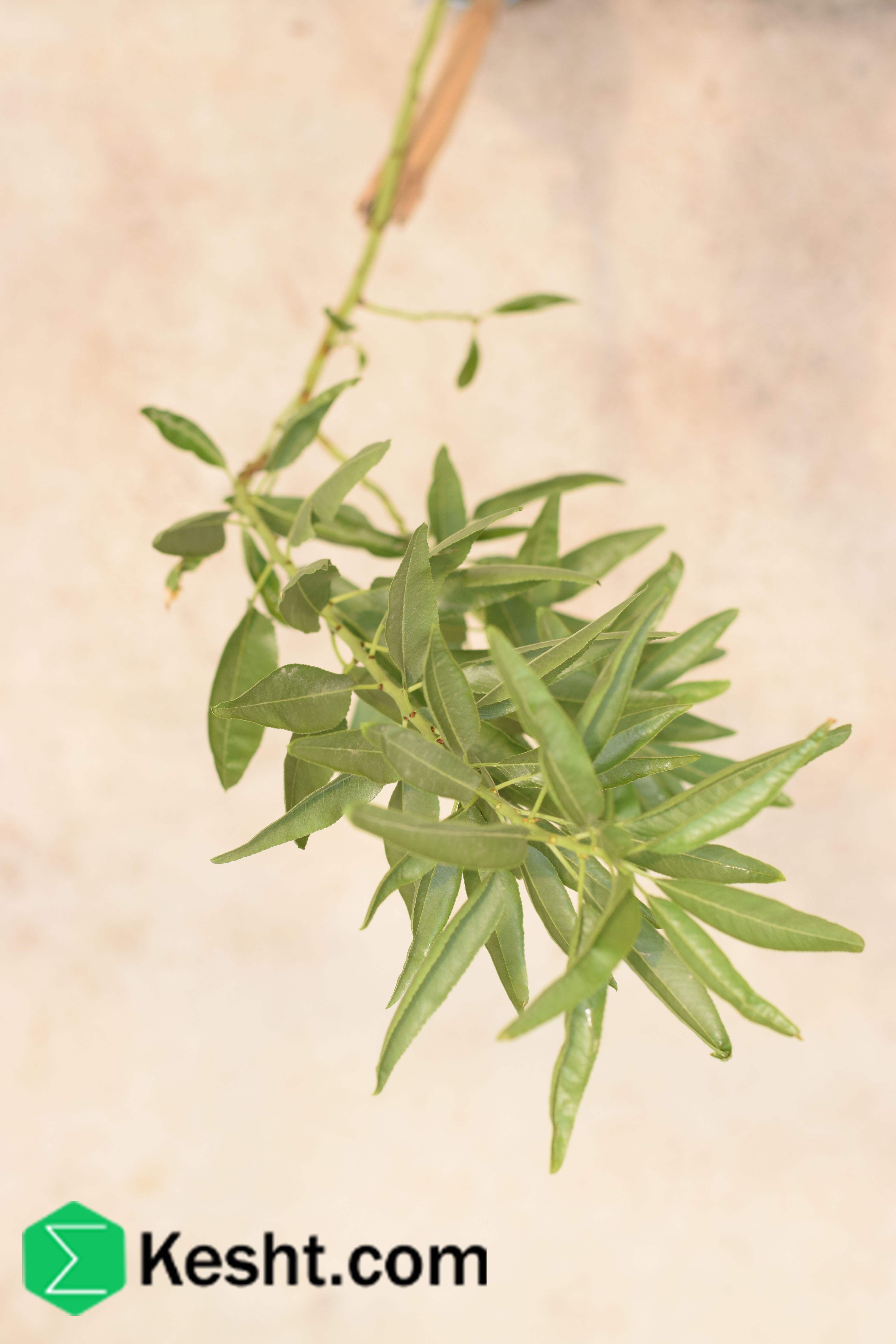 نهال بلولیبل بادام رقم TUONO