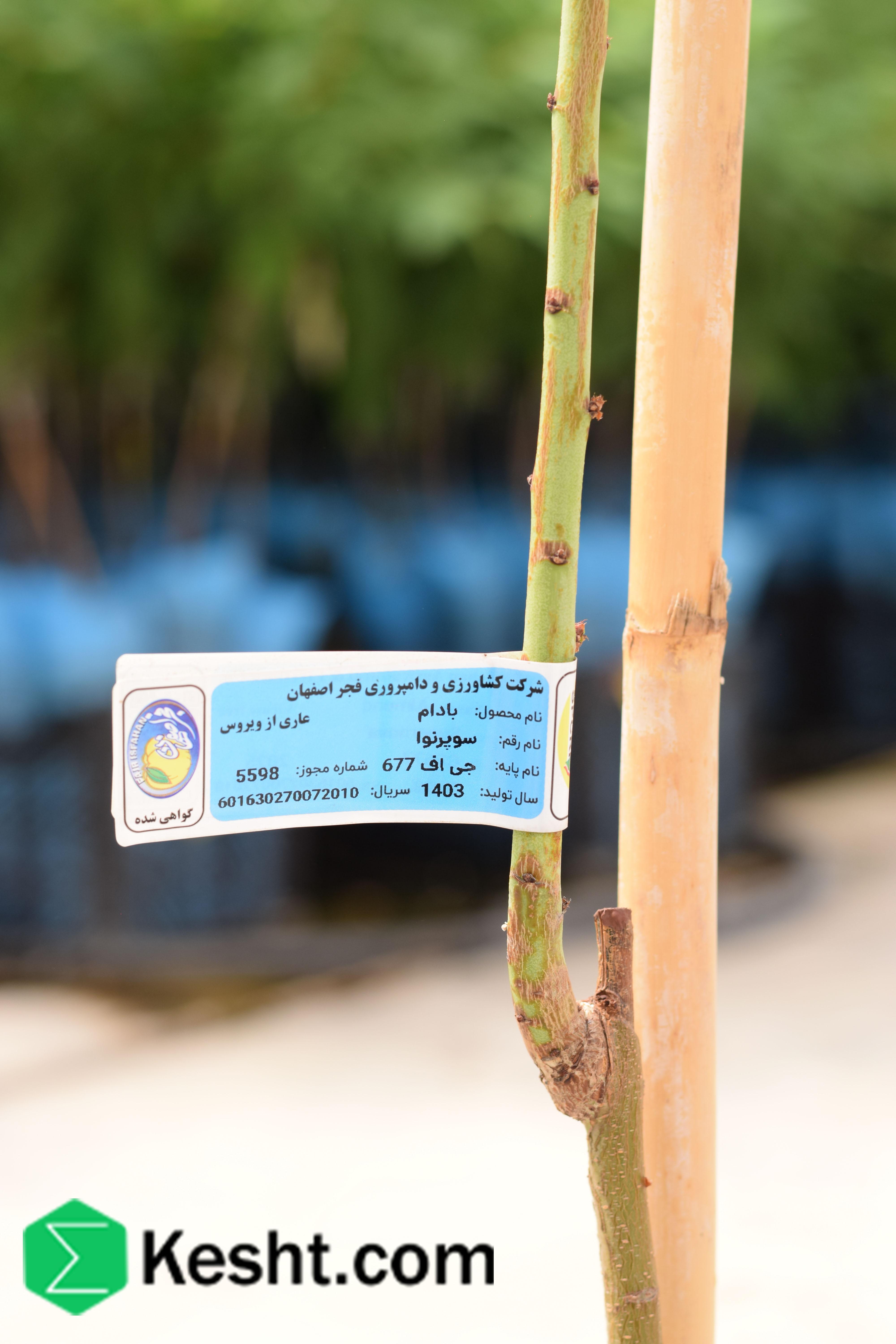 نهال بلولیبل بادام رقم SUPERNOVA