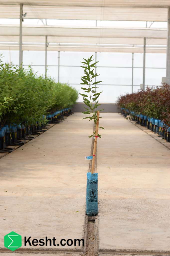 نهال بلولیبل بادام رقم SUPERNOVA