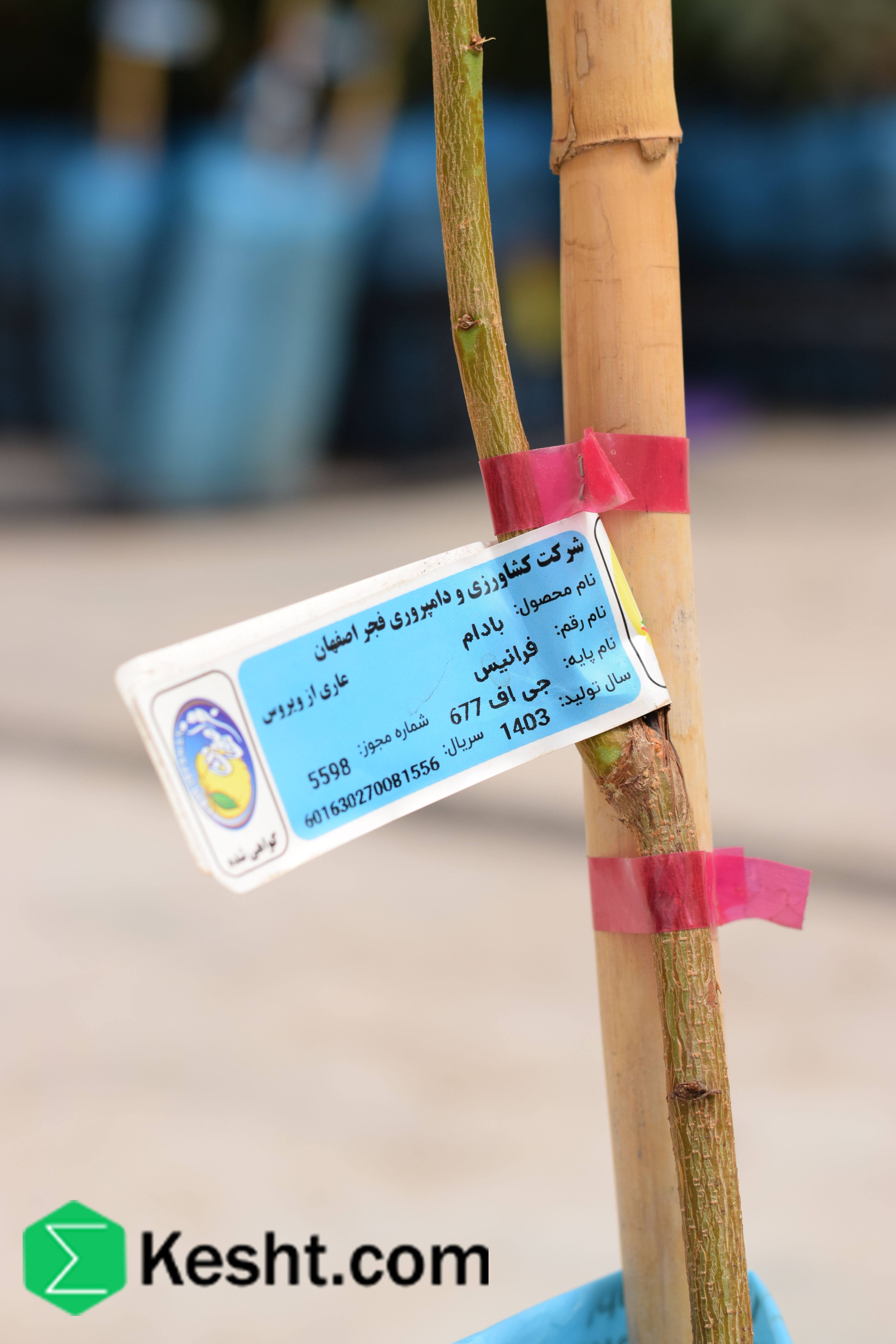 نهال بلولیبل بادام رقم FERRAGNES