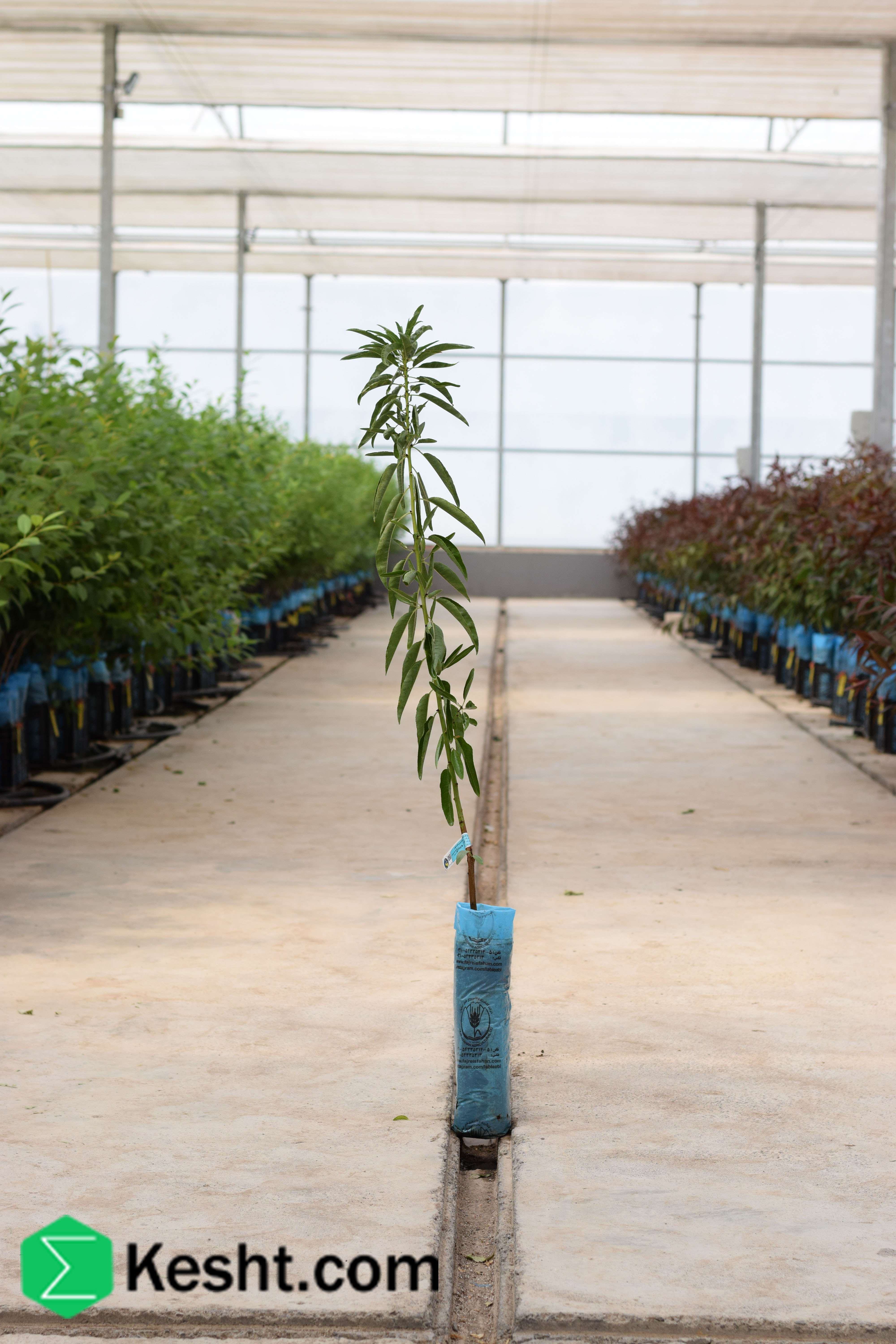 نهال بلولیبل بادام رقم GENCO