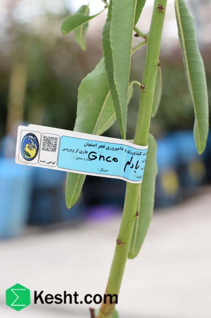 نهال بلولیبل بادام رقم GENCO