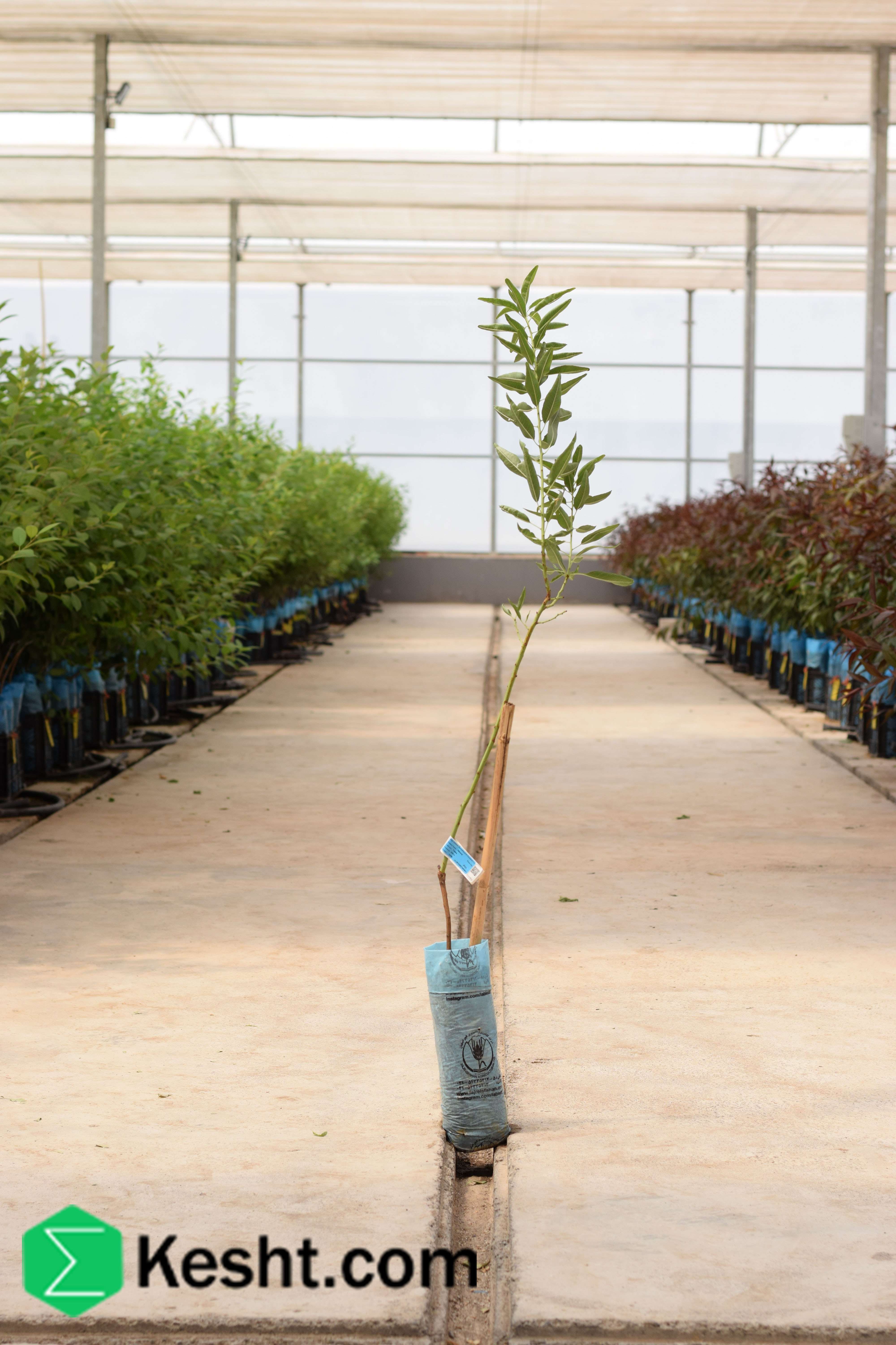 نهال بلولیبل بادام رقم TUONO