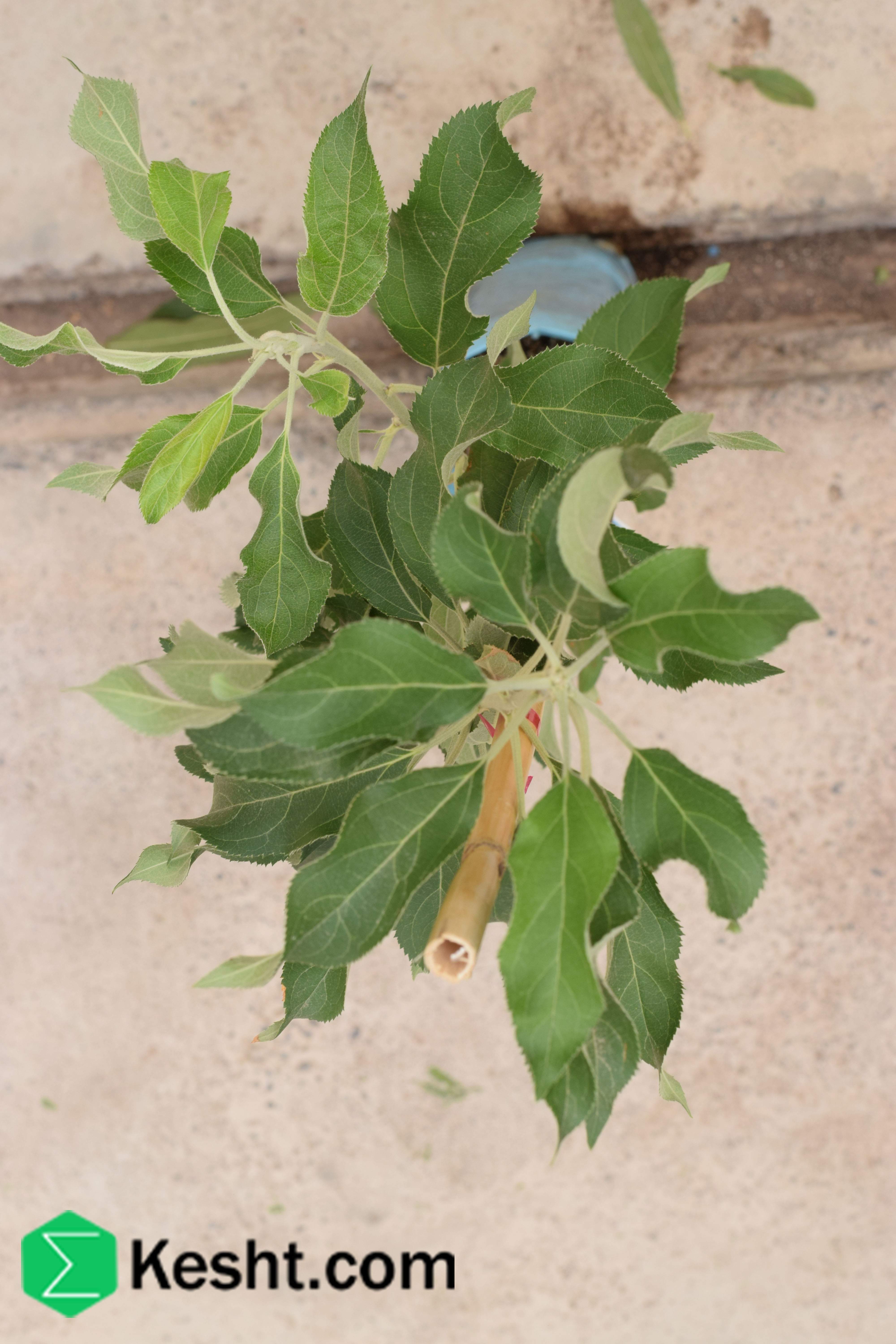 پایه نهال سیب - M9