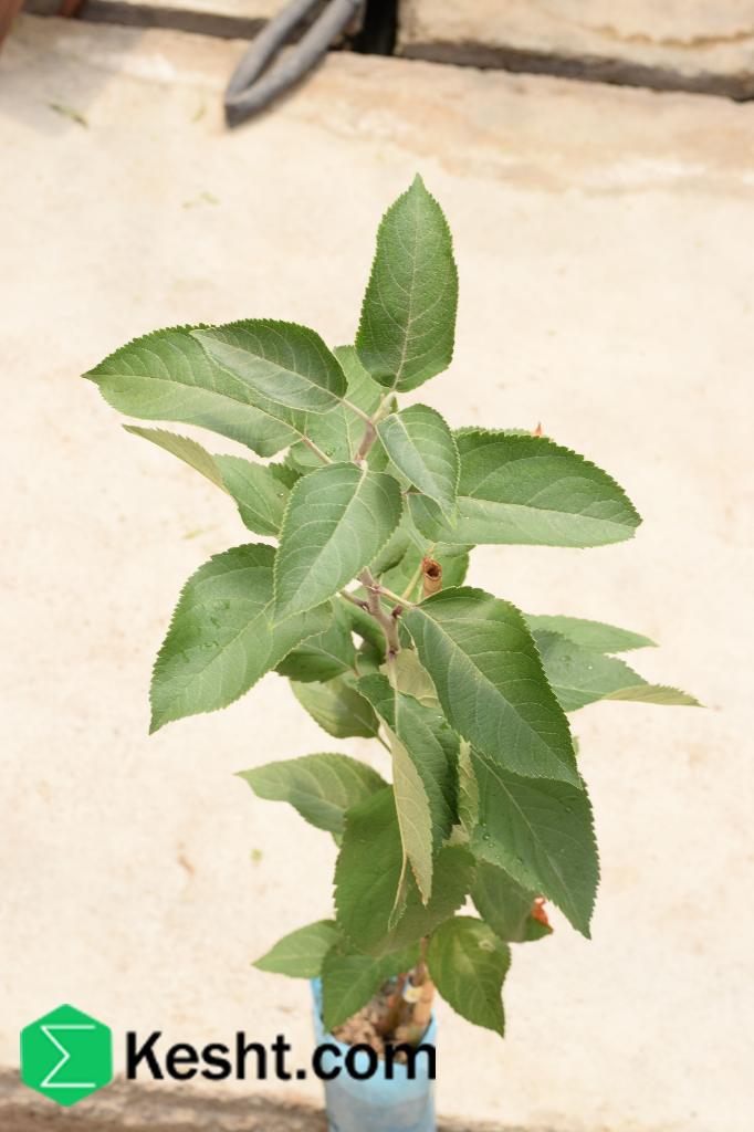 نهال بلولیبل سیب رقم GOLDEN DELICIOUS