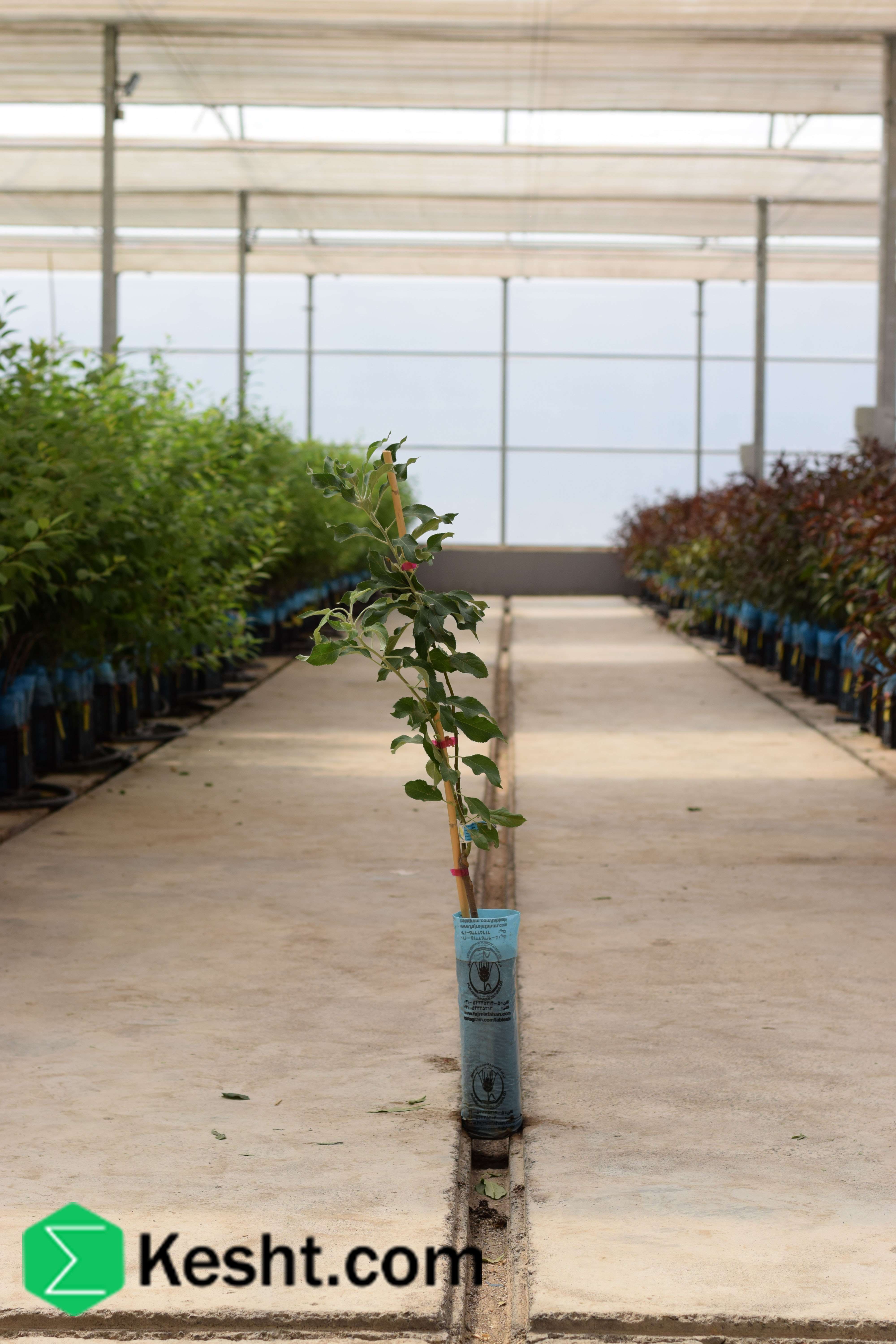 نهال بلولیبل سیب رقم RED DELICIOUS STARKING