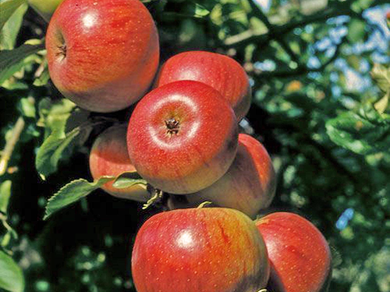 نهال بلولیبل سیب رقم ANNURCA