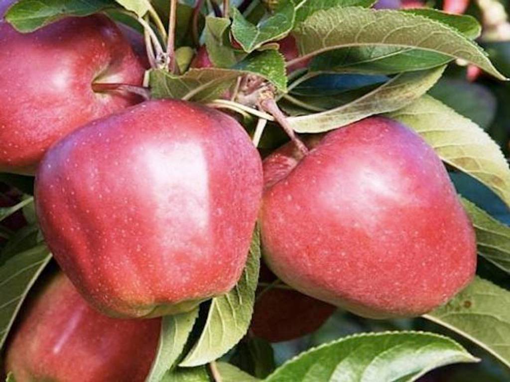 نهال بلولیبل سیب رقم GOLSTER -69