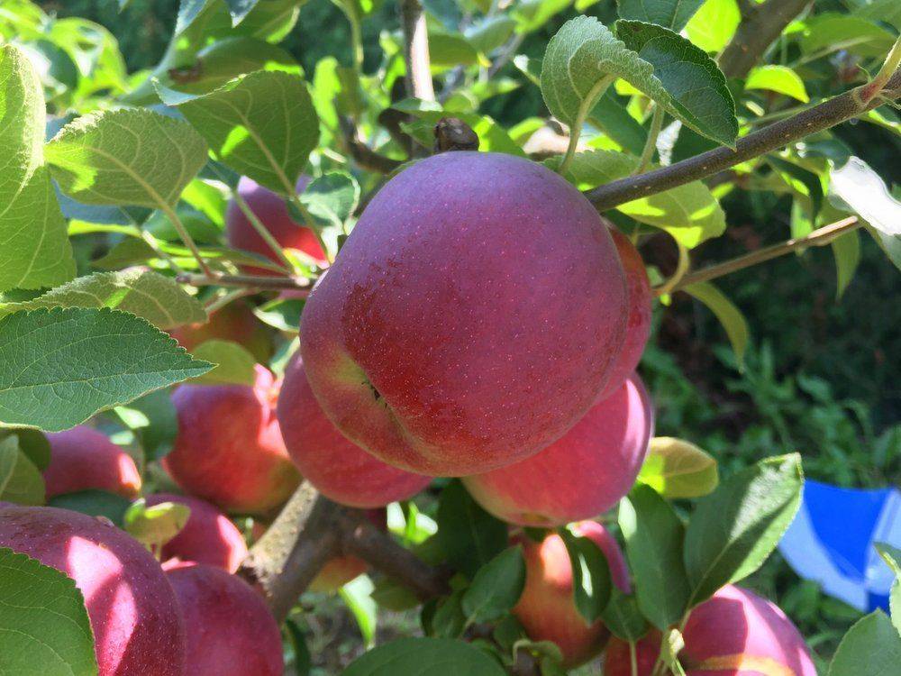 نهال بلولیبل سیب رقم EMPIRE