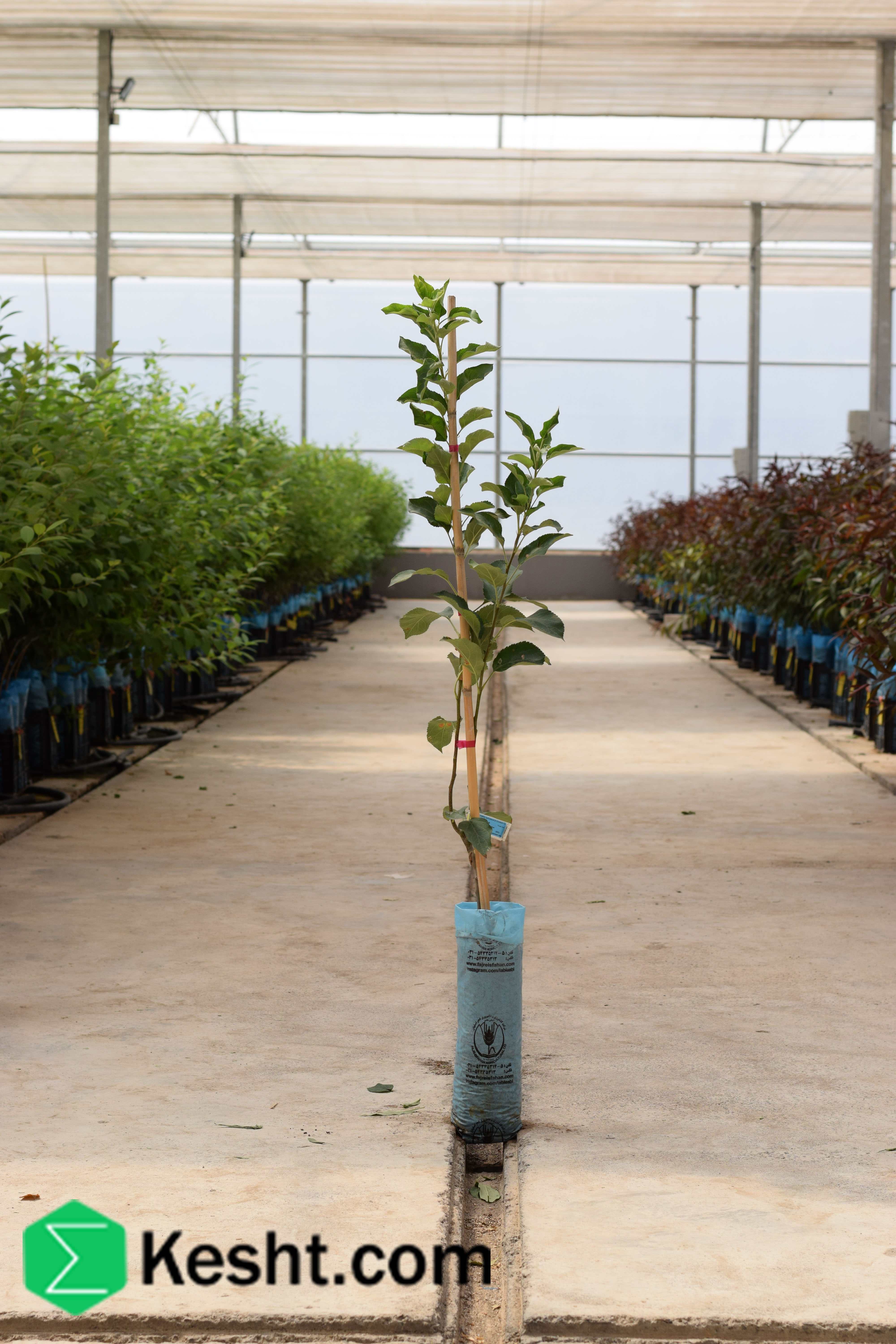 پایه نهال سیب - M9