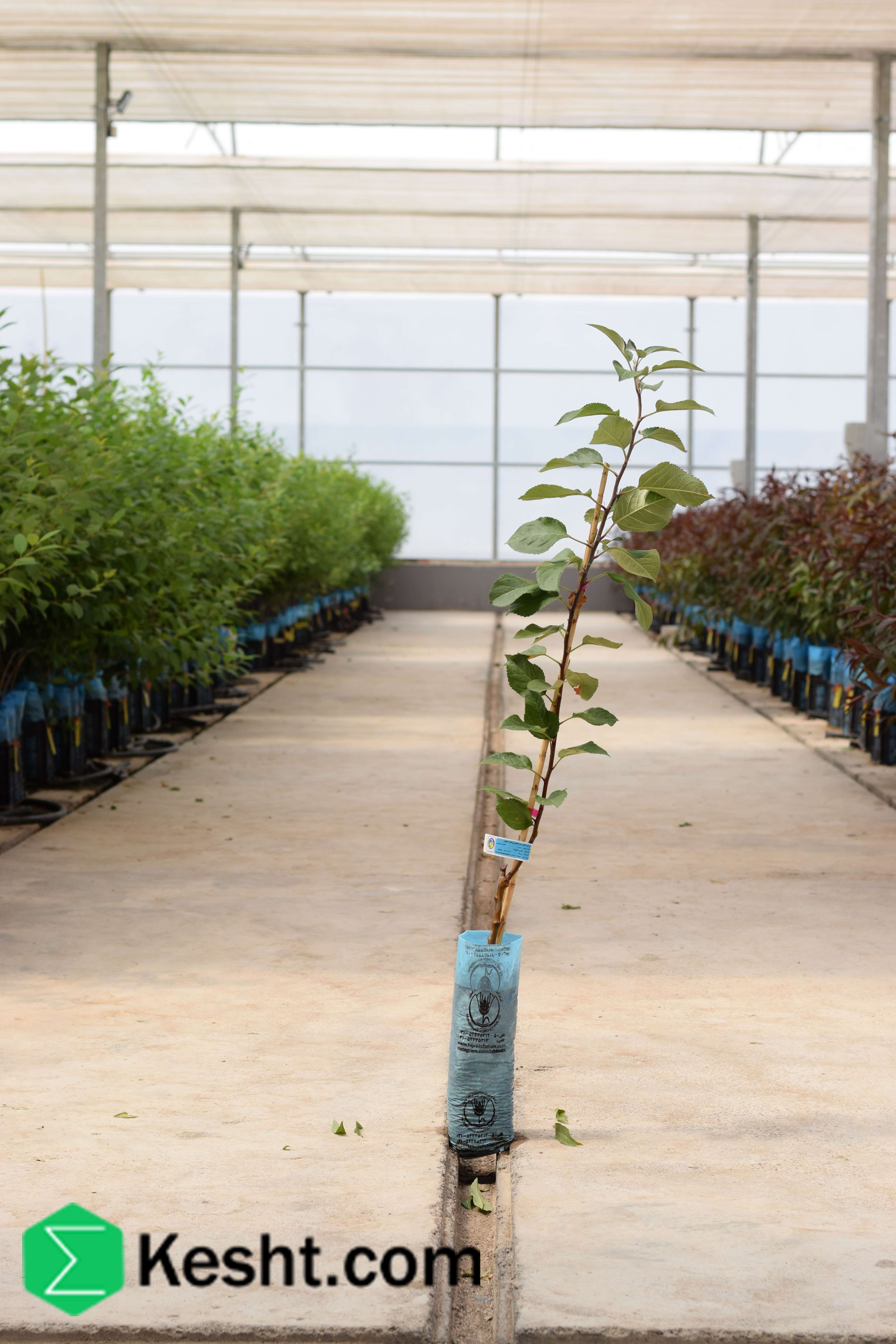 پایه نهال سیب - M26