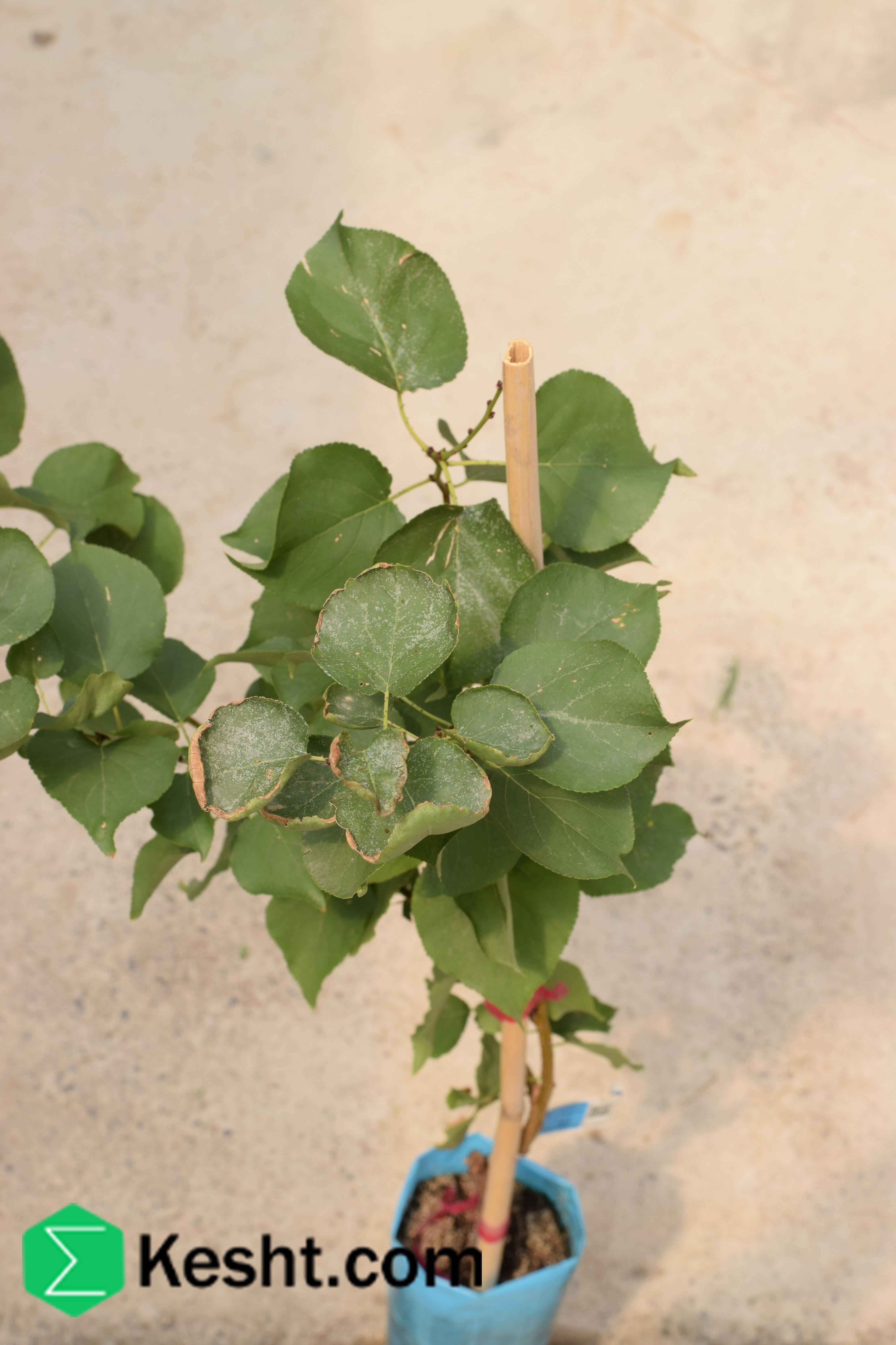 نهال بلولیبل زردآلو رقم BOCCUCCIA ELISCIA