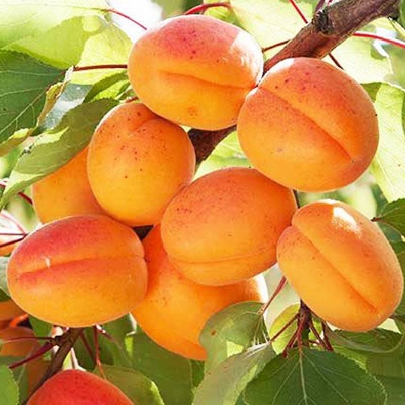 نهال بلولیبل زردآلو رقم MONACO BELLO