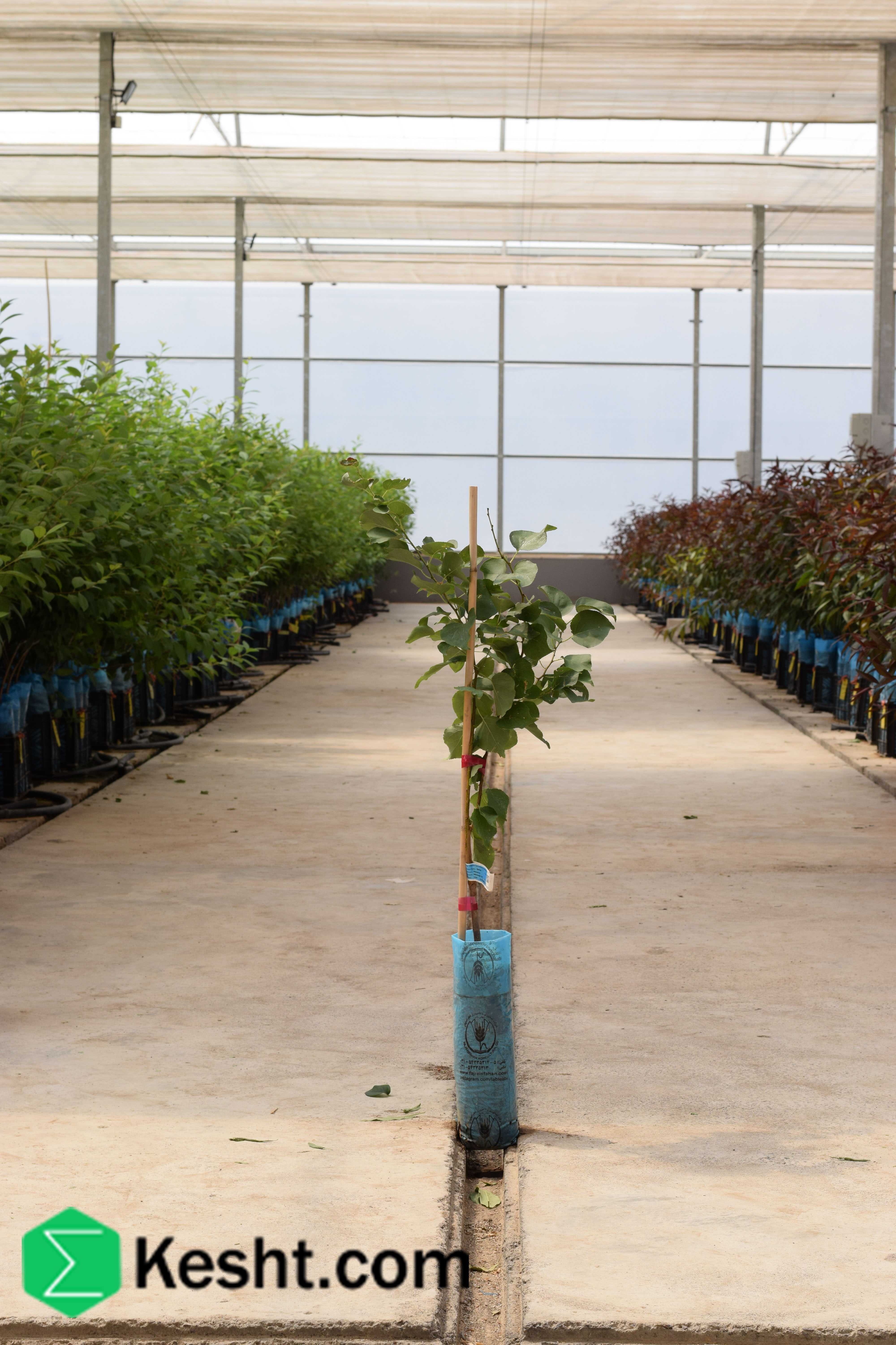 نهال بلولیبل زردآلو رقم BOCCUCCIA ELISCIA