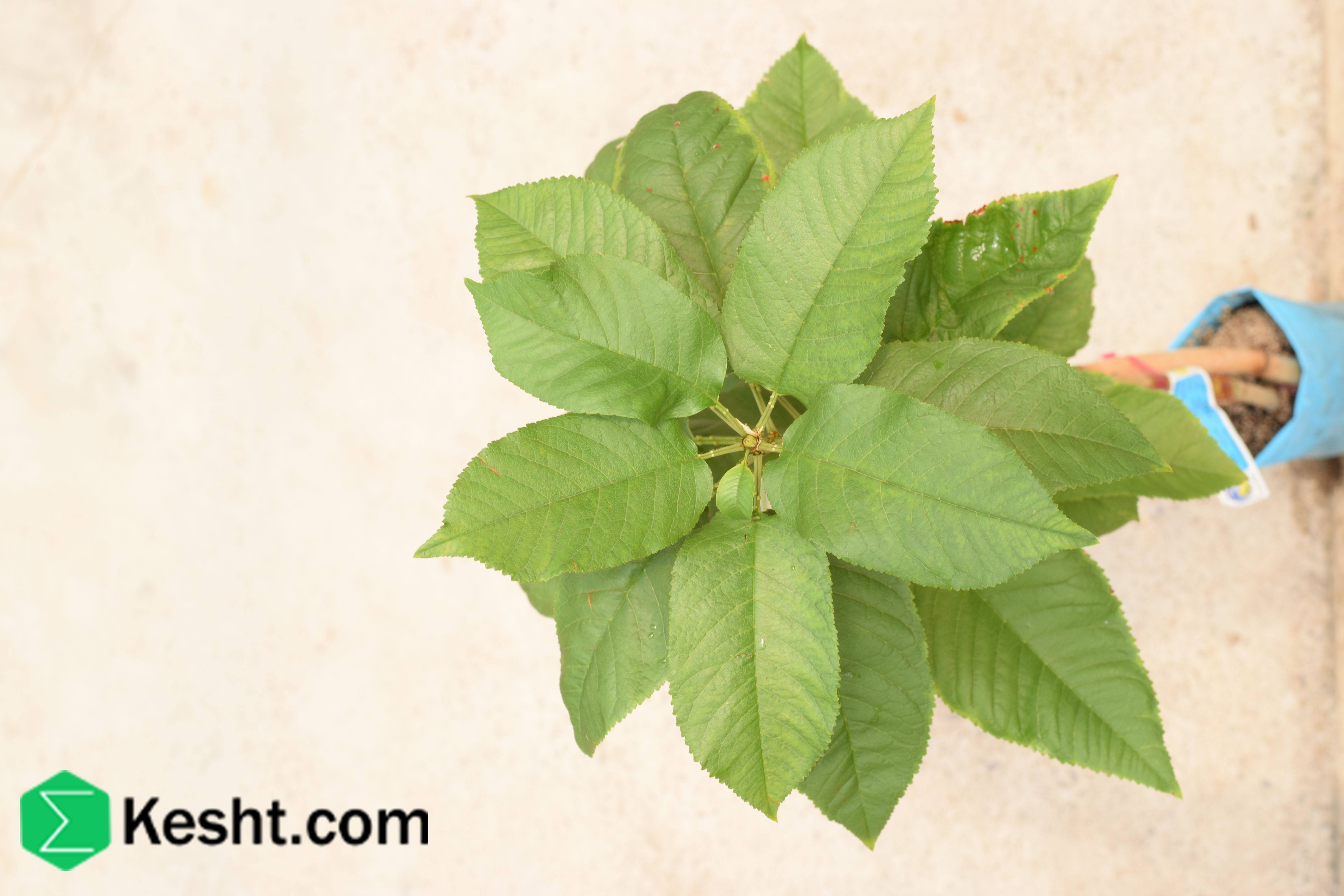  پایه نهال گیلاس - MAXMA14