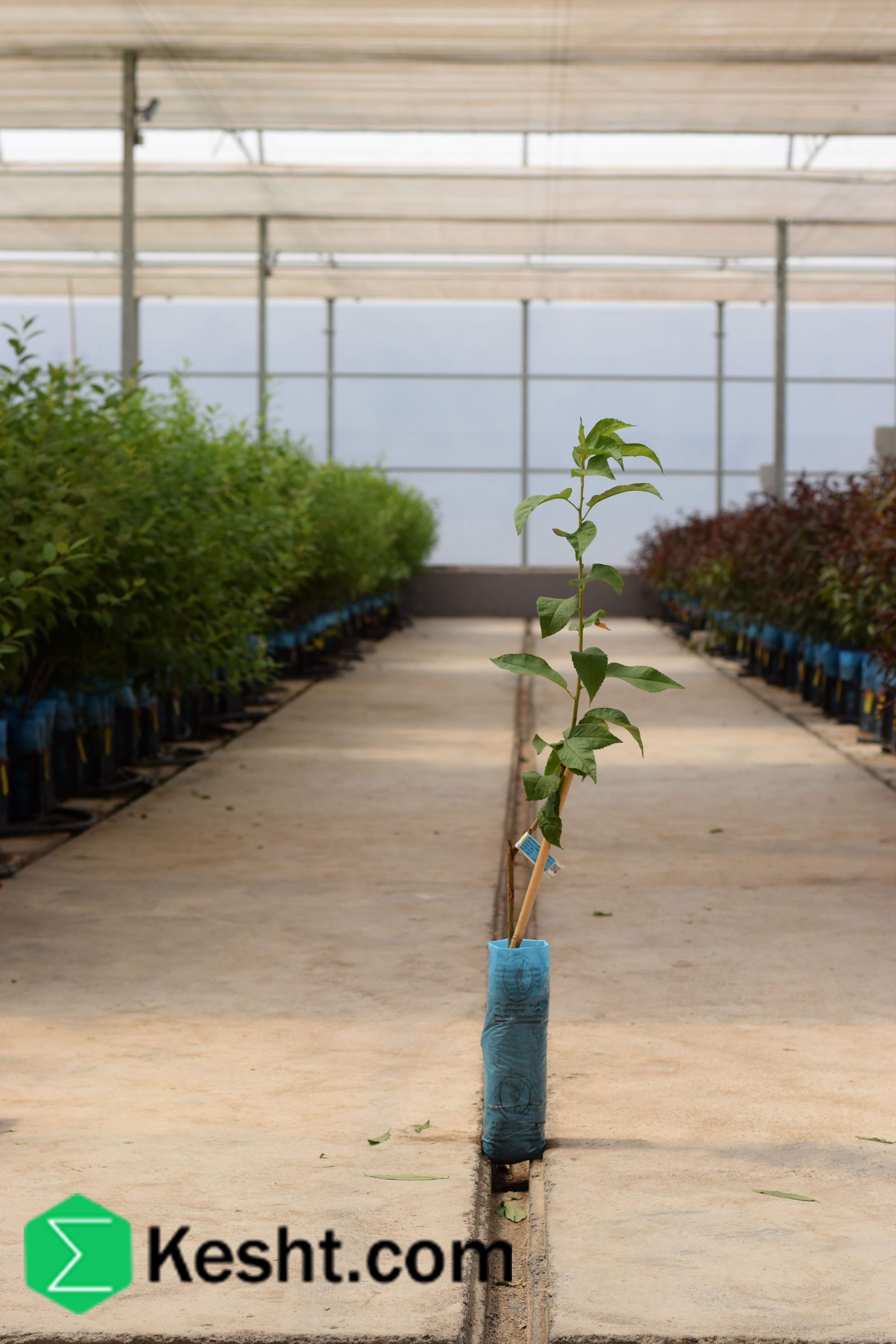  پایه نهال گیلاس - SL64