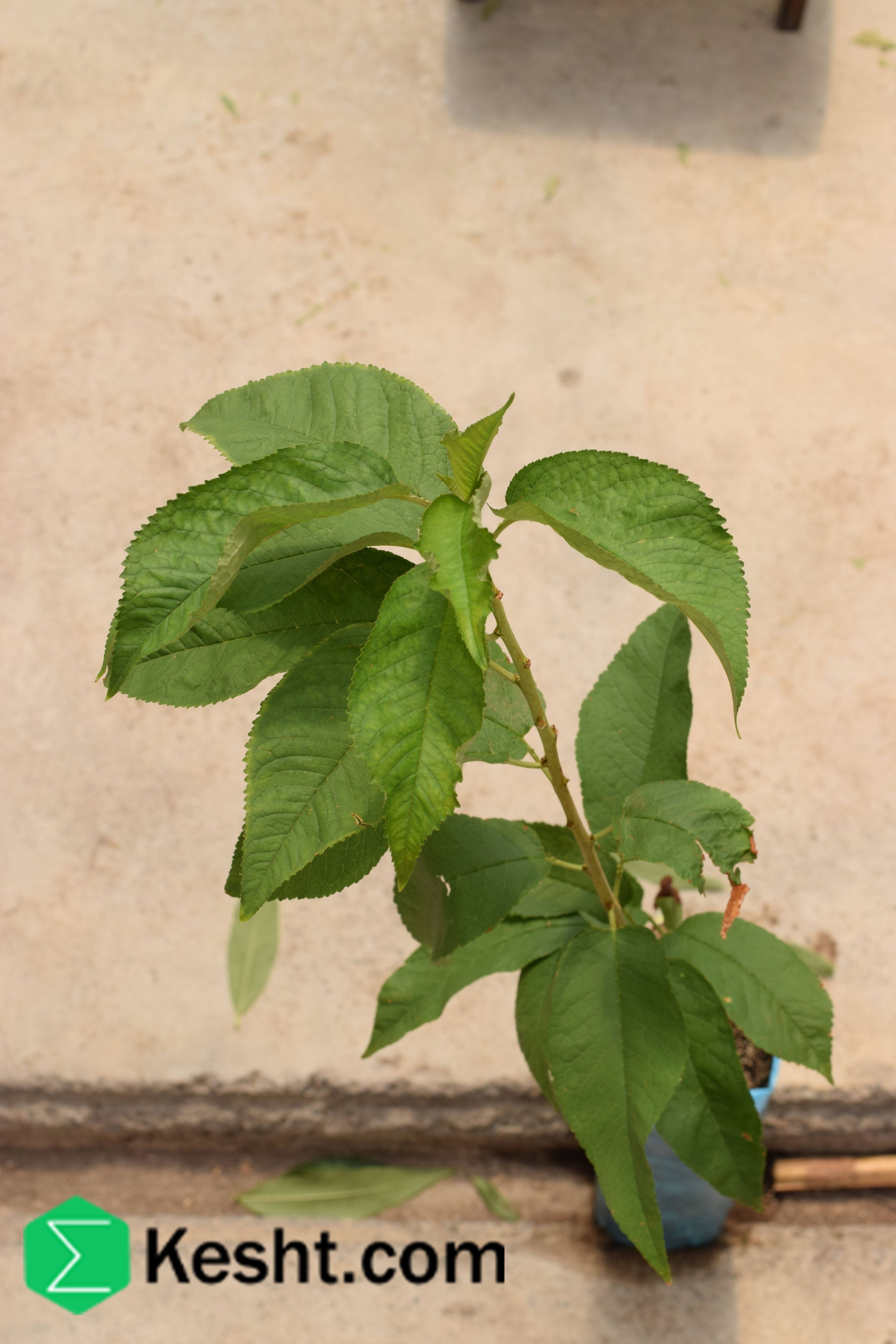  پایه نهال گیلاس - SL64