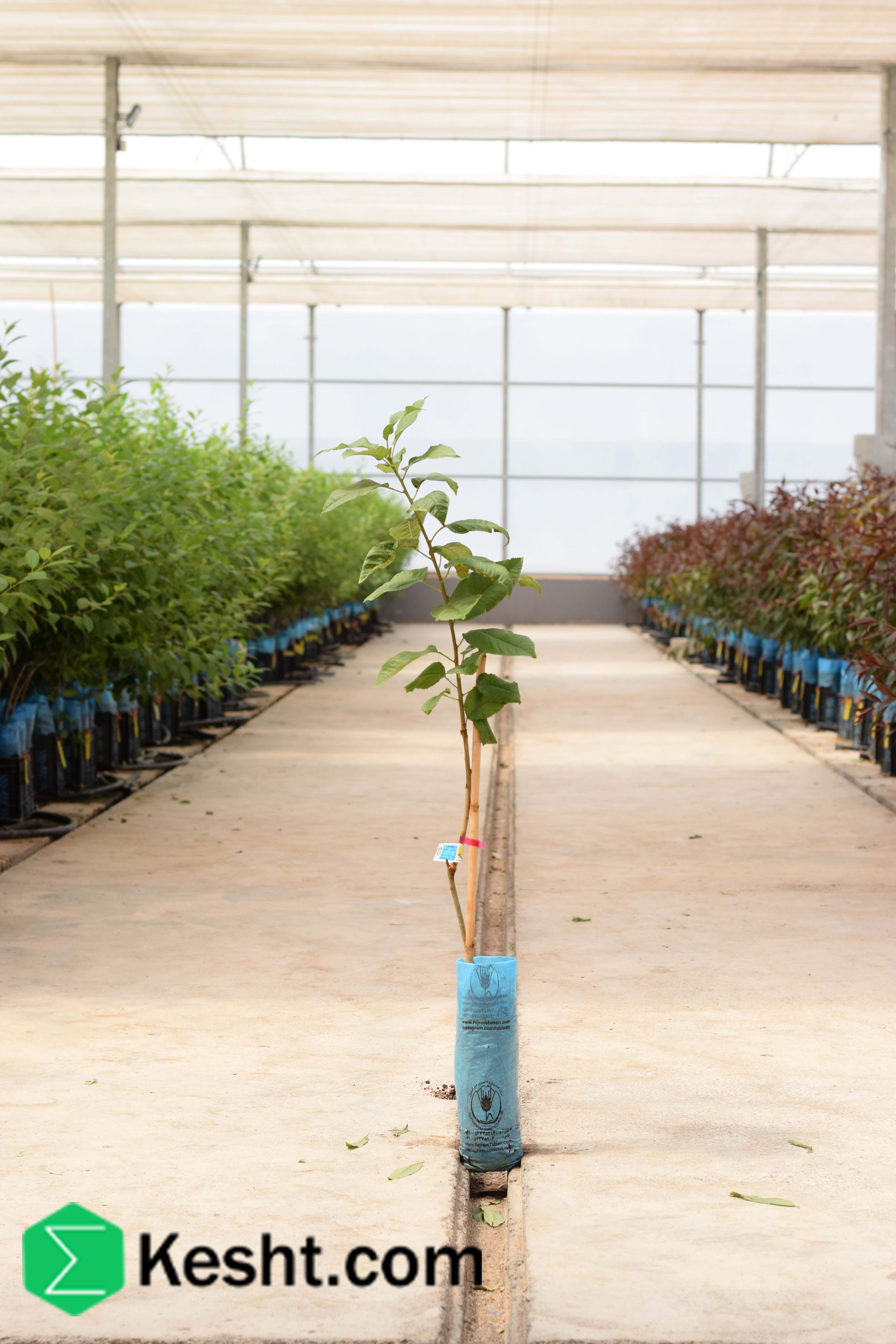 نهال بلولیبل گیلاس رقم LAPINS