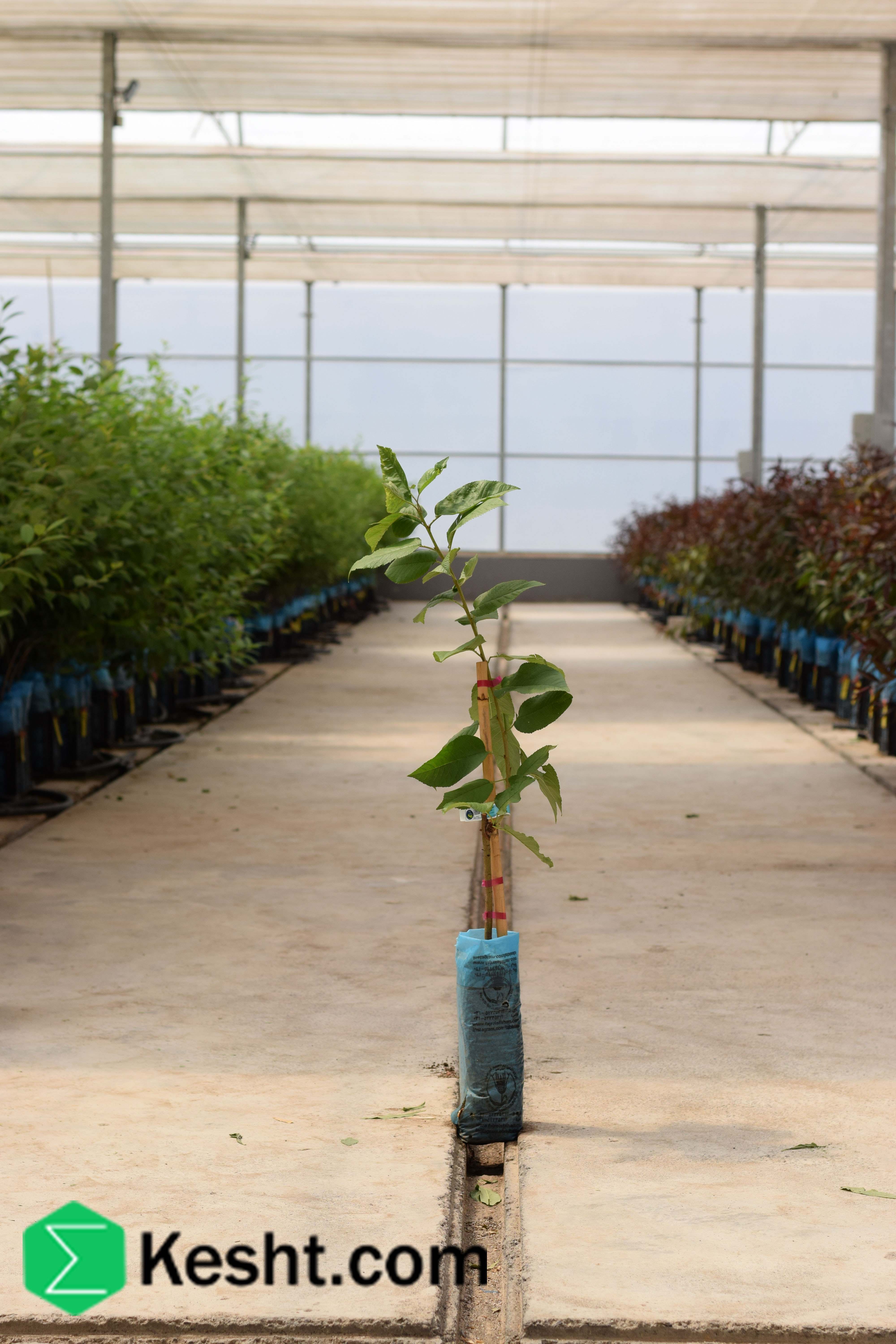 نهال بلولیبل گیلاس رقم STELLA