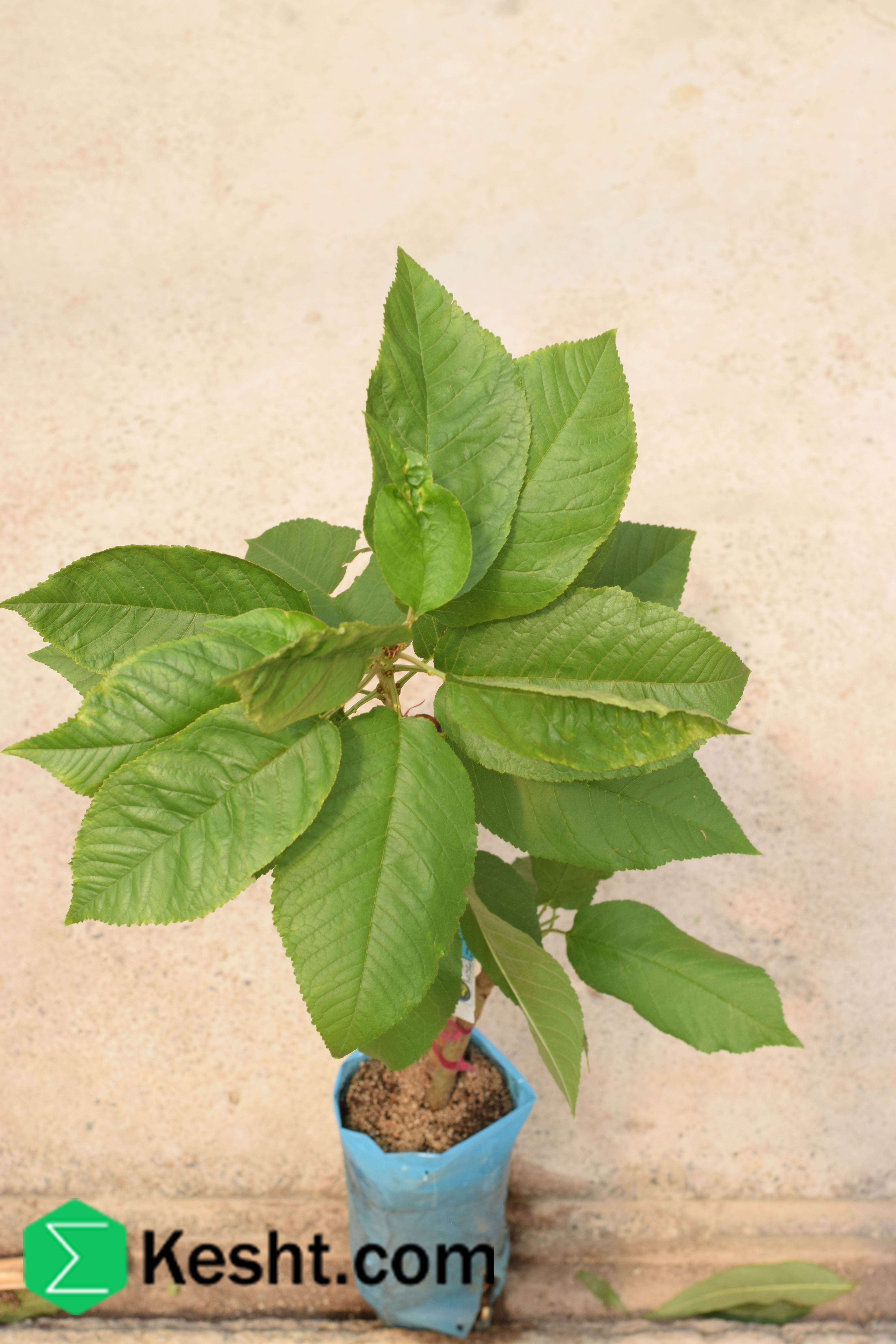 نهال بلولیبل گیلاس رقم STELLA