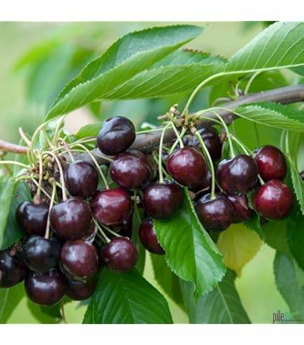 نهال بلولیبل گیلاس رقم ISABELLA