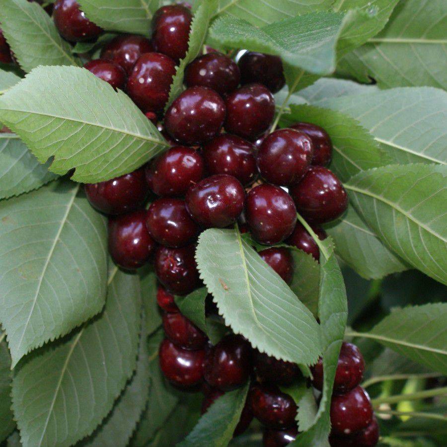 نهال بلولیبل گیلاس رقم EARLY BURLAT