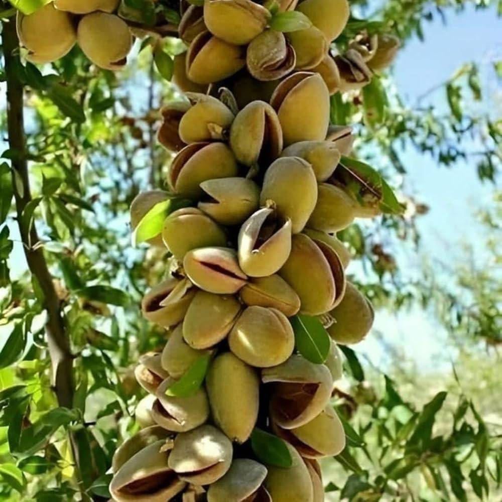 نهال بلولیبل پسته رقم فندقی