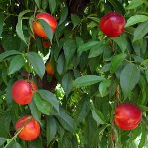 نهال بلولیبل شلیل رقم MAY GLO