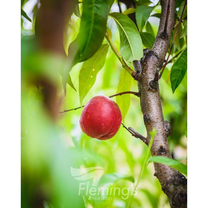 نهال بلولیبل شلیل رقم MAY GRAND