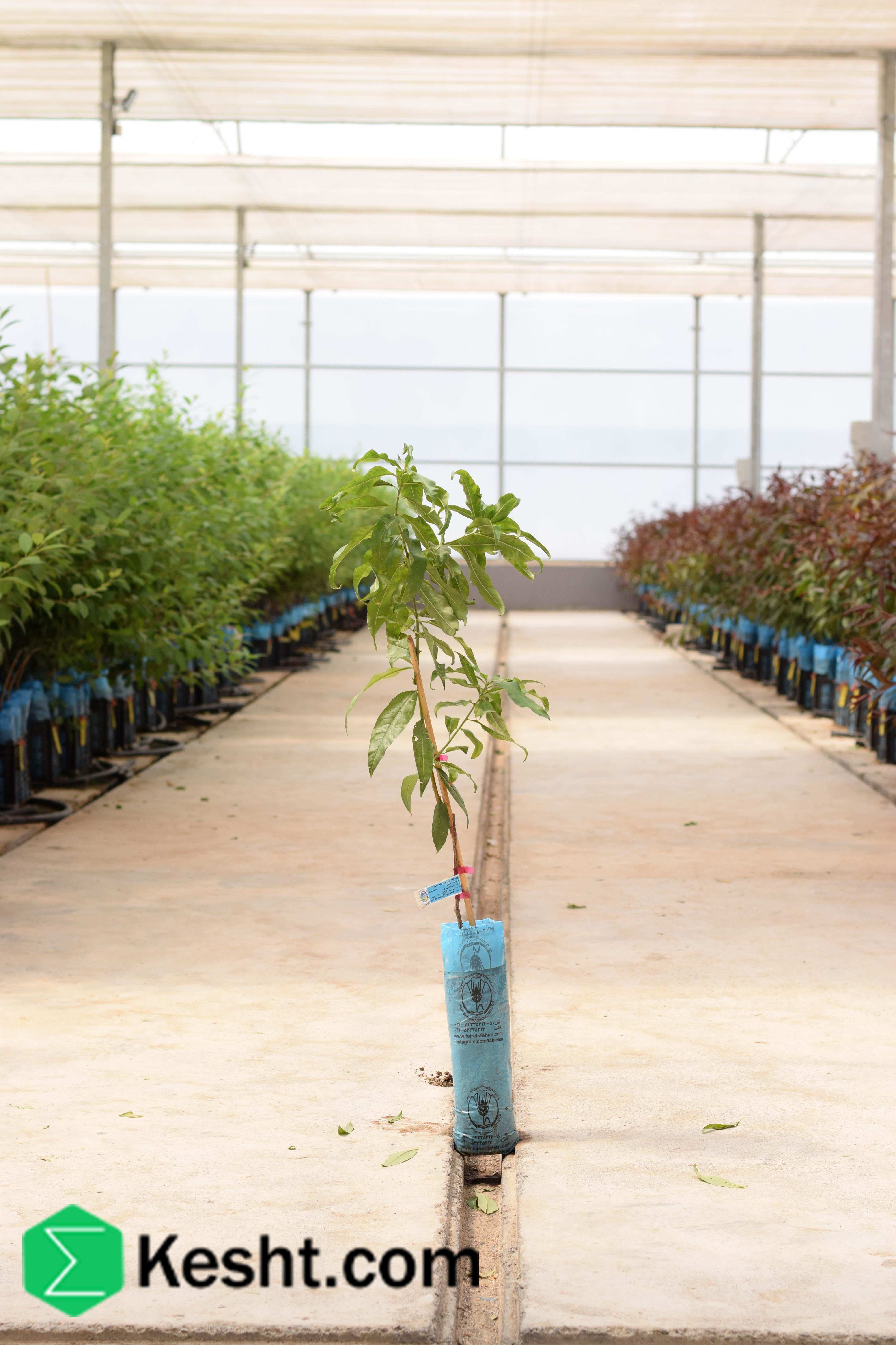 نهال بلولیبل شلیل رقم STARK RED GOLD