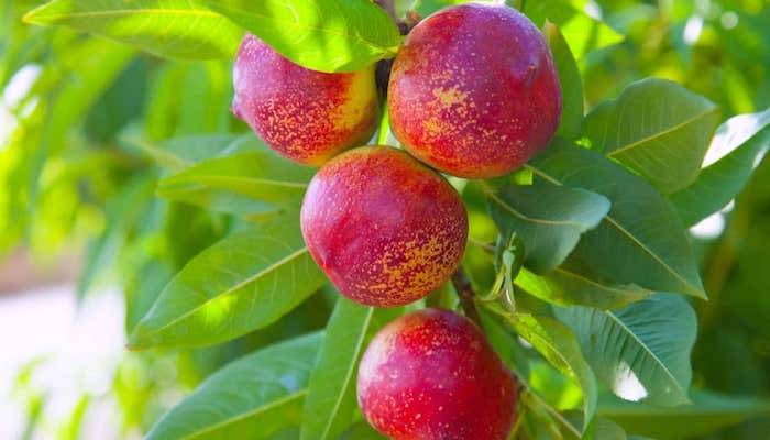 نهال بلولیبل شلیل رقم VEGA