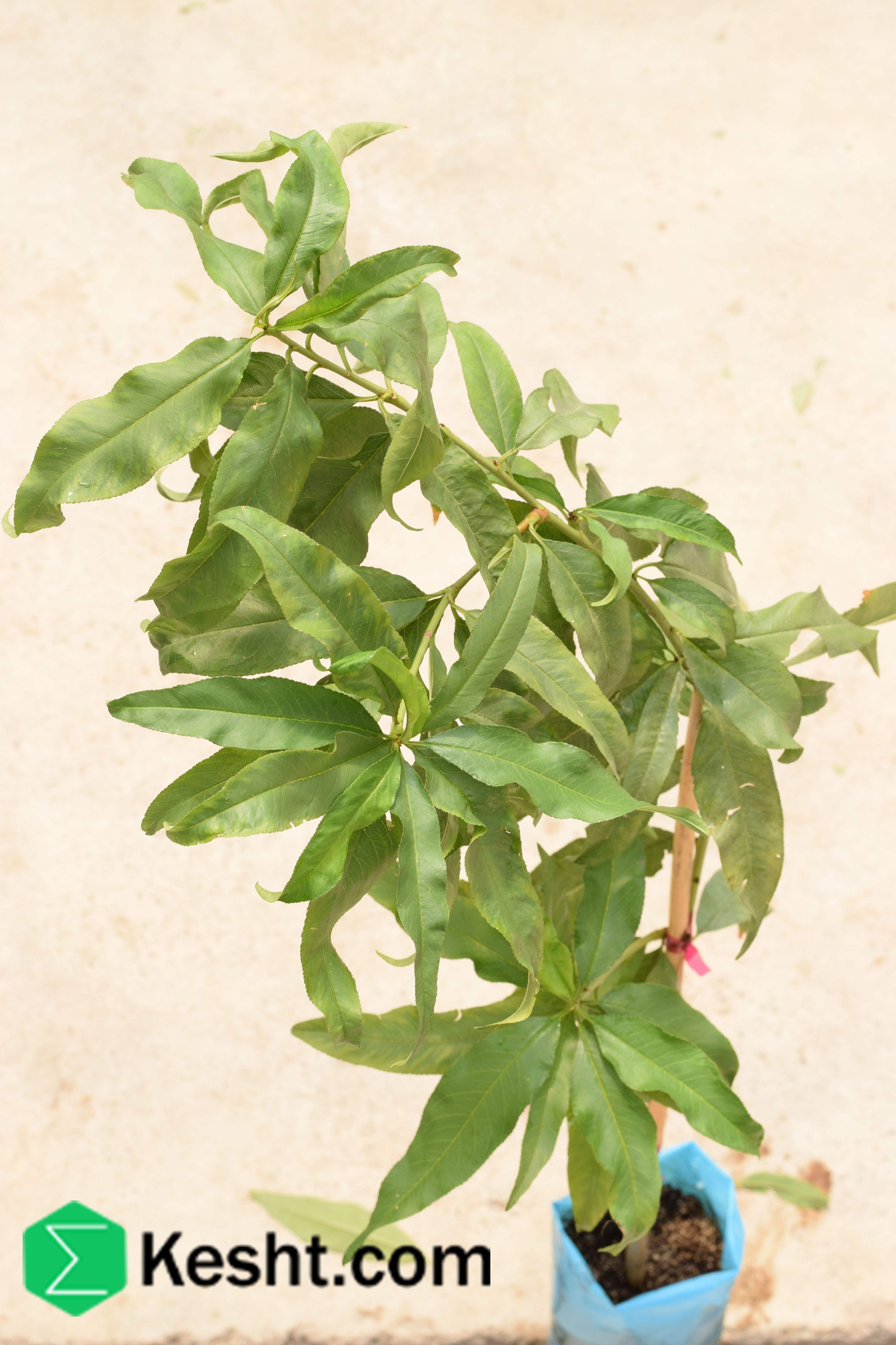 نهال بلولیبل شلیل رقم STARK RED GOLD