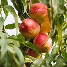 نهال بلولیبل شلیل رقم FLAVORTOP