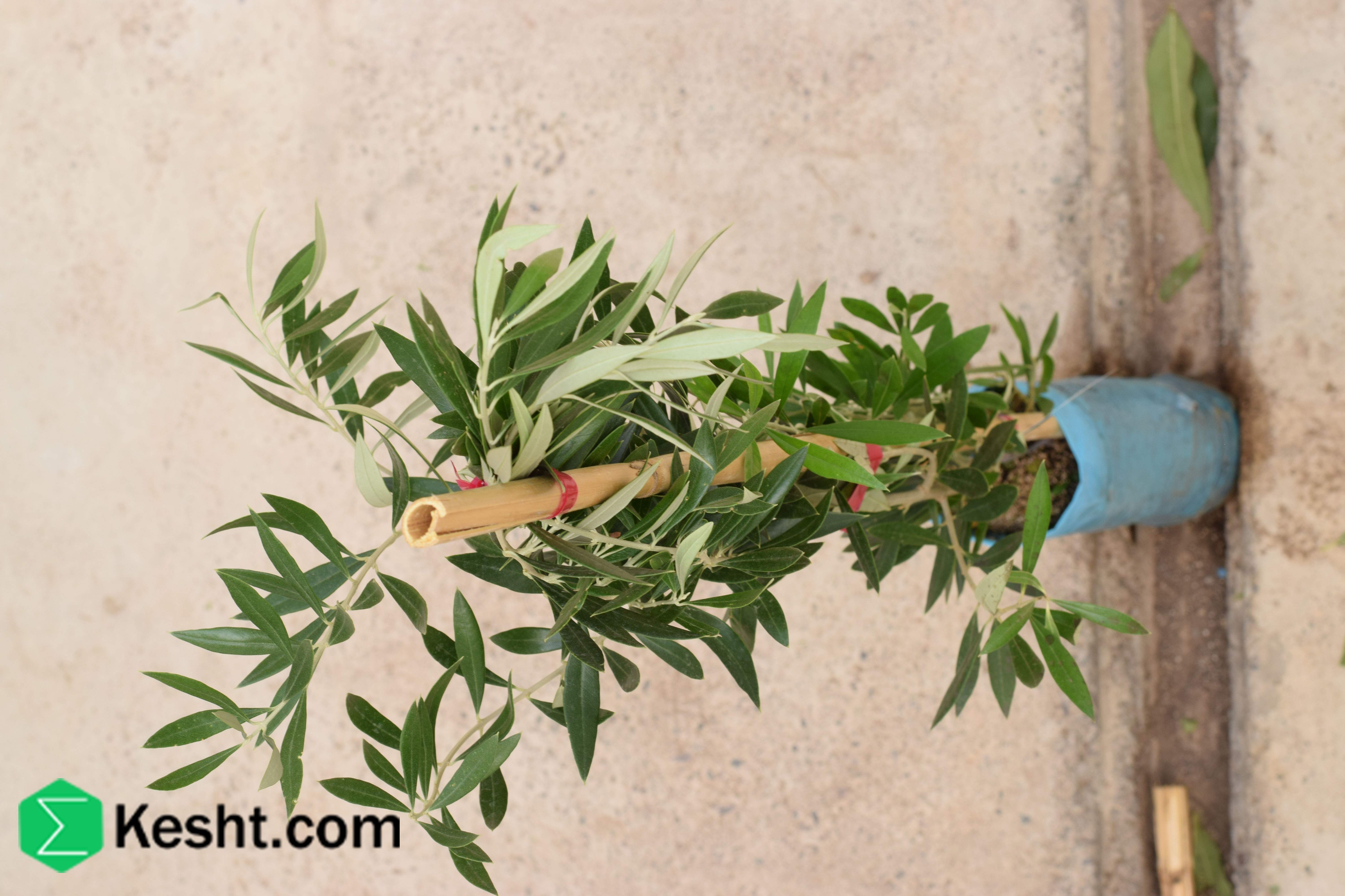 نهال بلولیبل زیتون رقم KORONEIKI