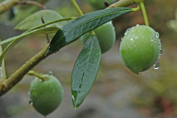 نهال بلولیبل زیتون رقم ARBEQUINA