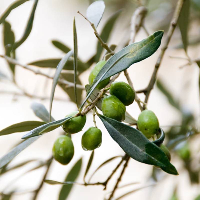 نهال بلولیبل زیتون رقم ARBOSANA