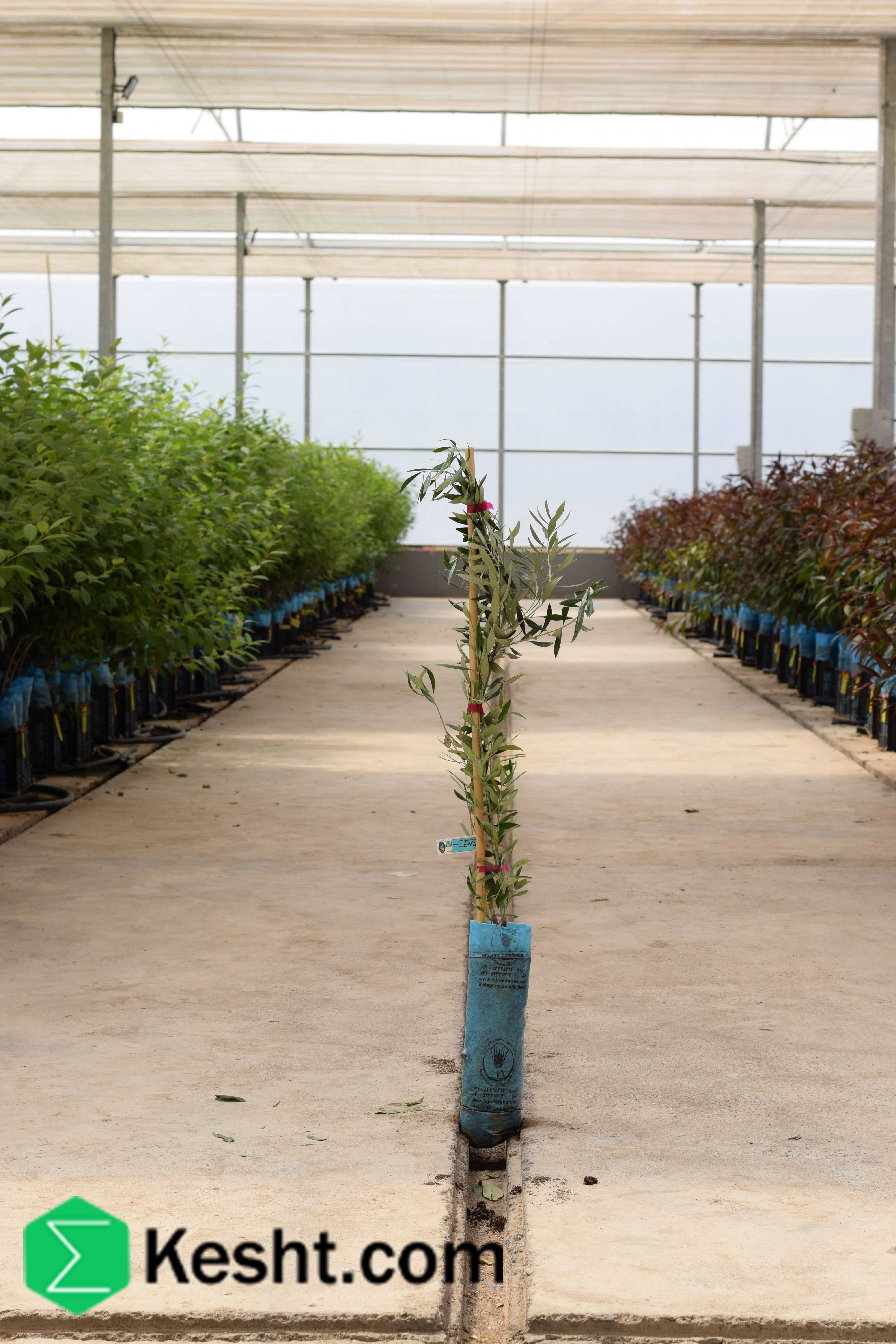 نهال بلولیبل زیتون رقم KORONEIKI