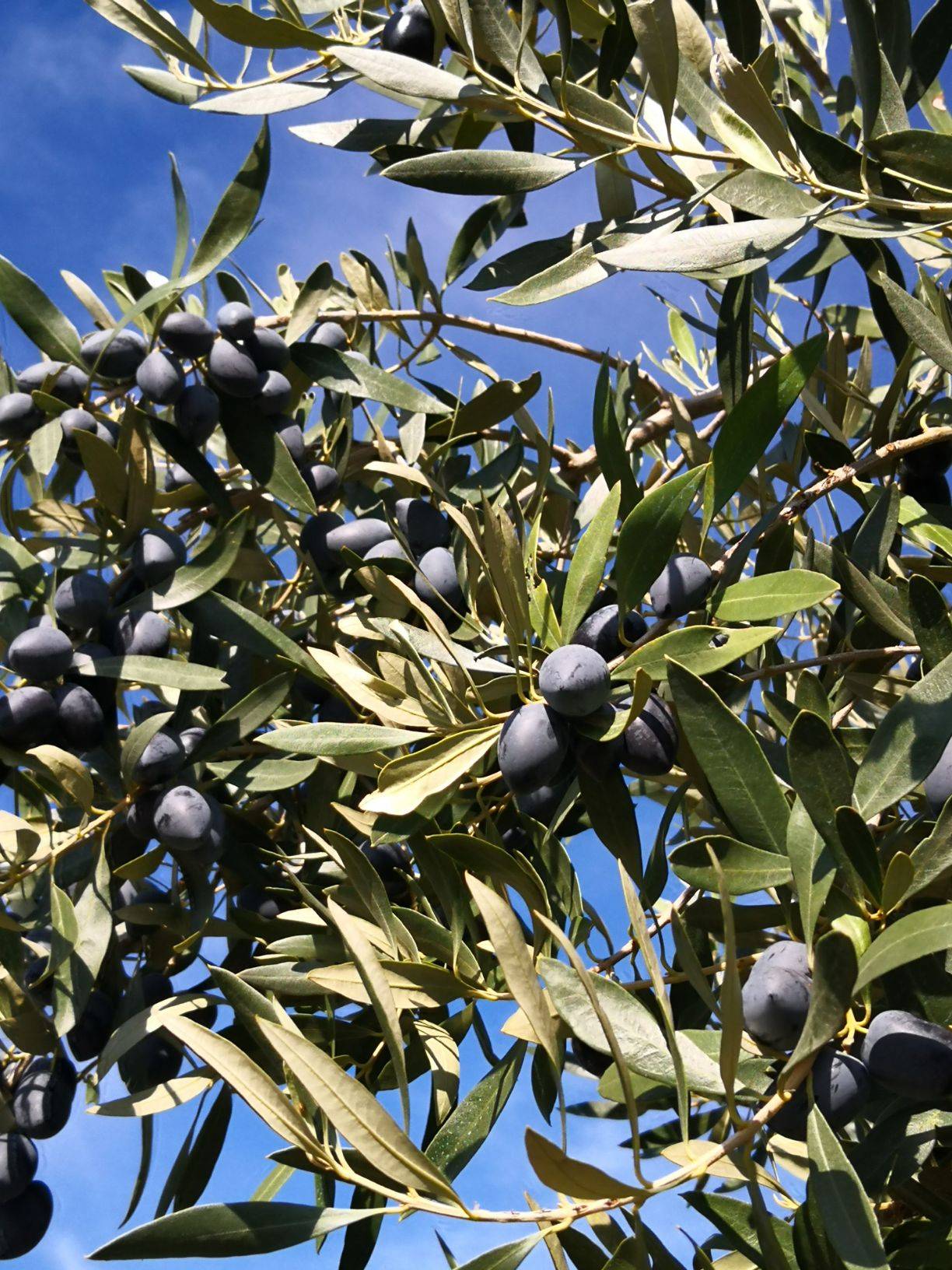 نهال بلولیبل زیتون رقم CONSERVALIA