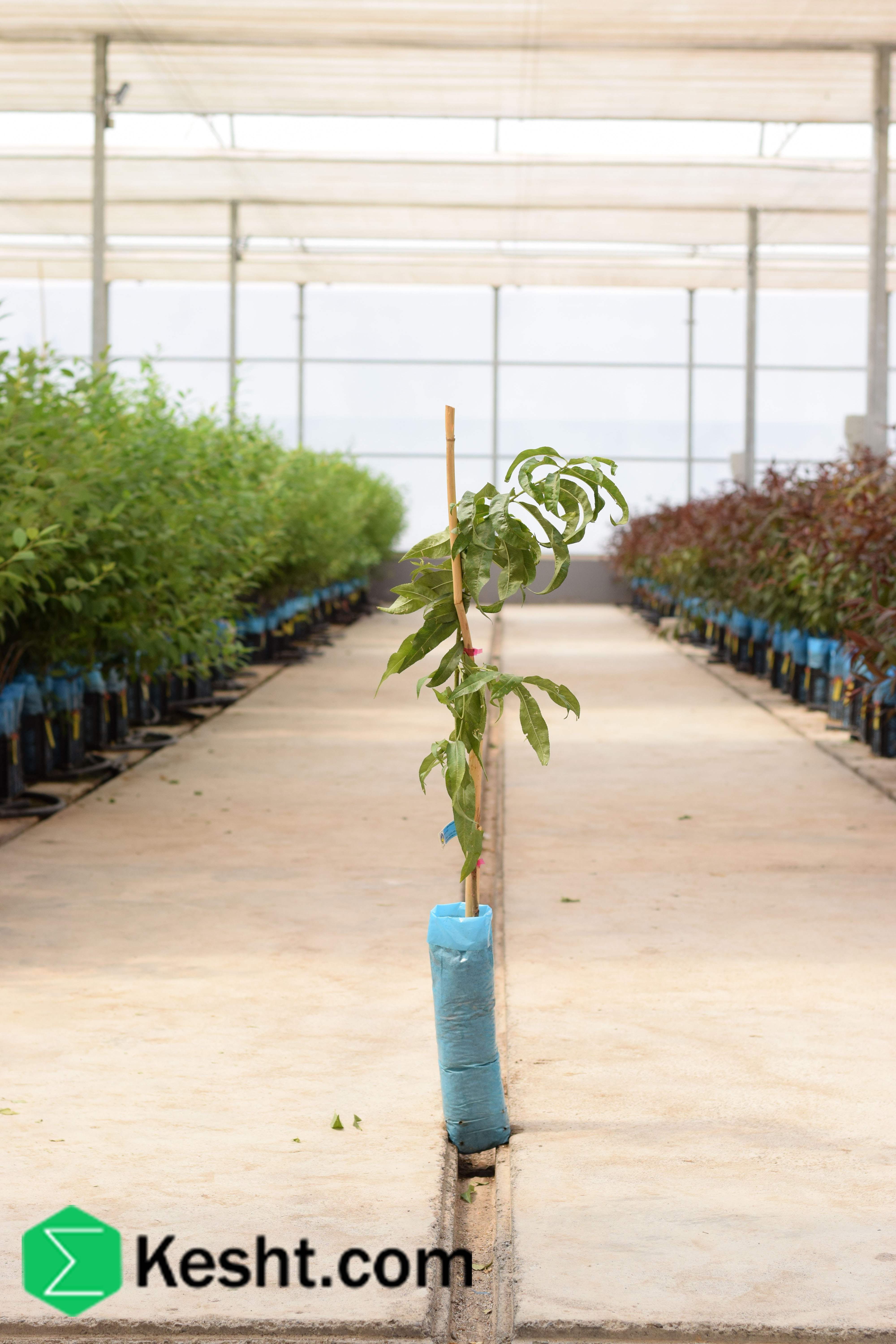 نهال بلولیبل هلو رقم RED HAVEN