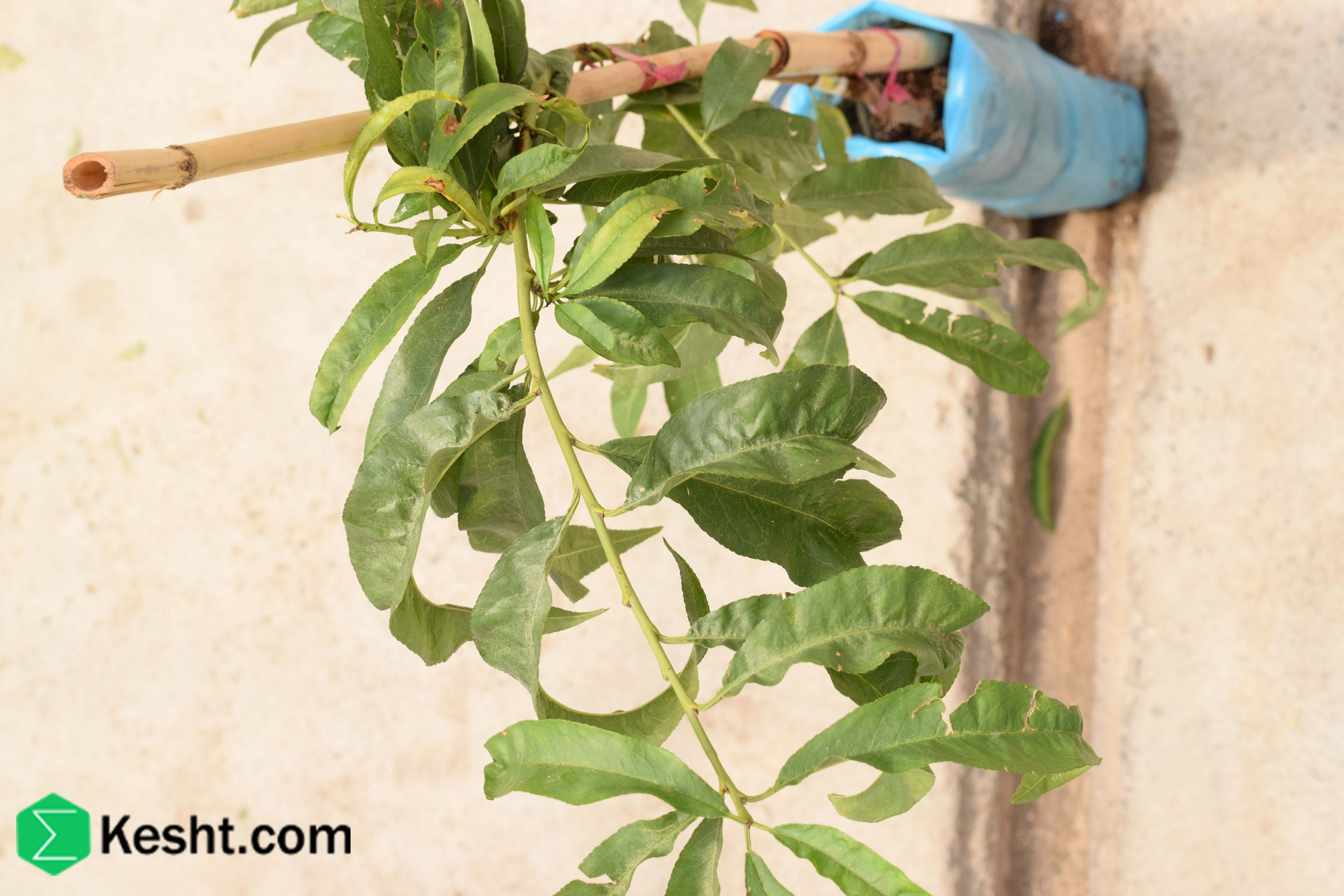 نهال بلولیبل هلو رقم RED HAVEN