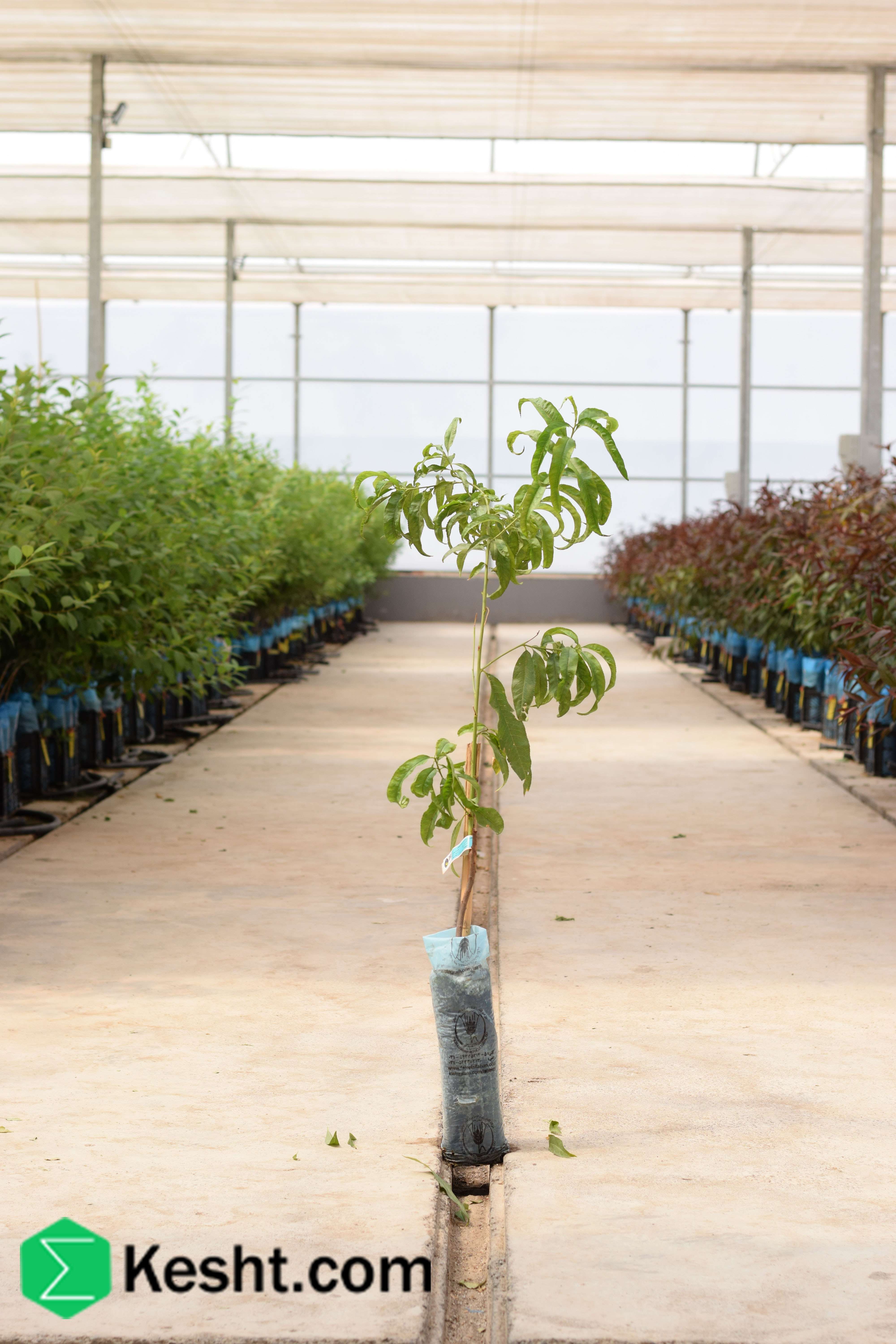 نهال بلولیبل هلو رقم DIXIRED