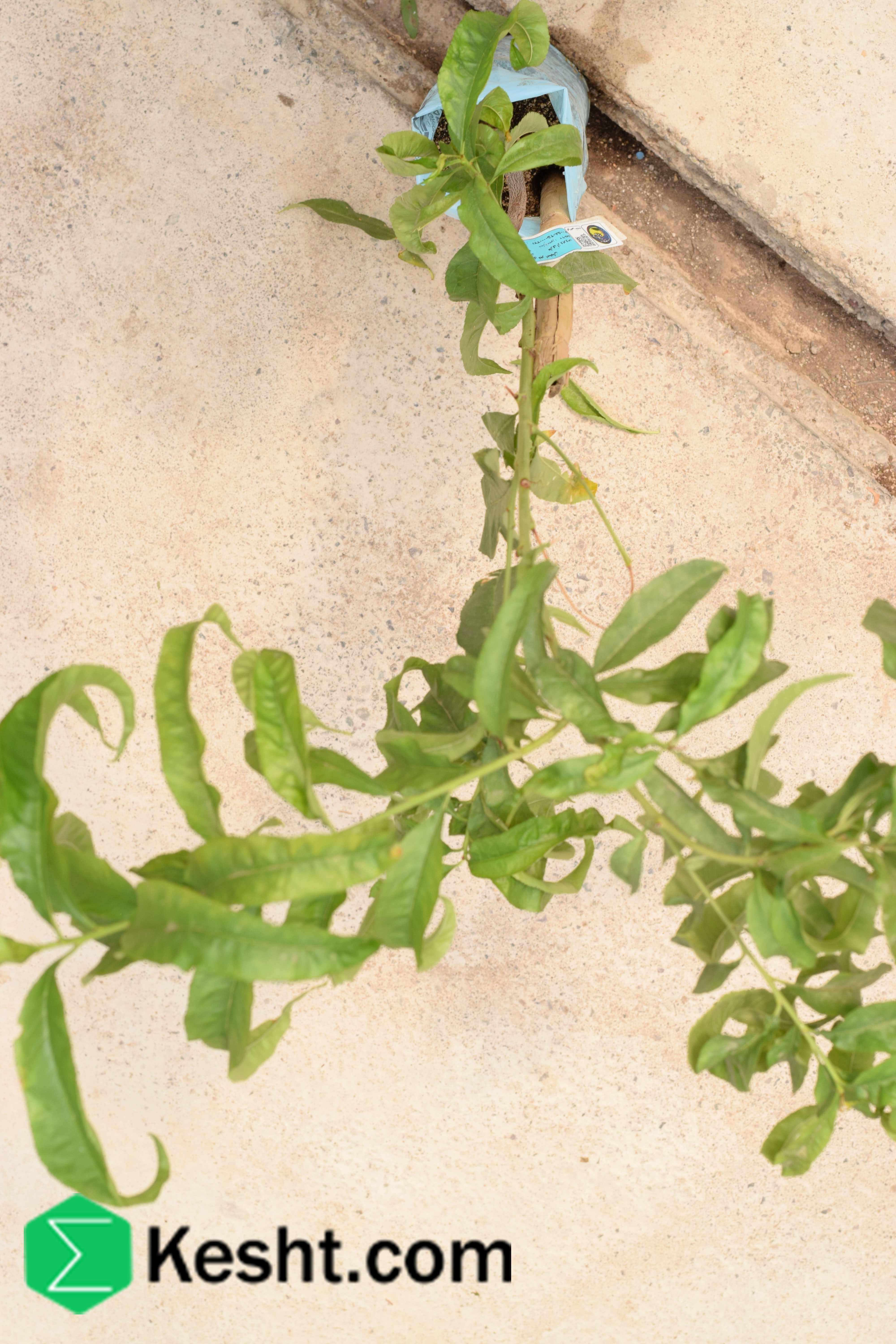 نهال بلولیبل هلو رقم DIXIRED