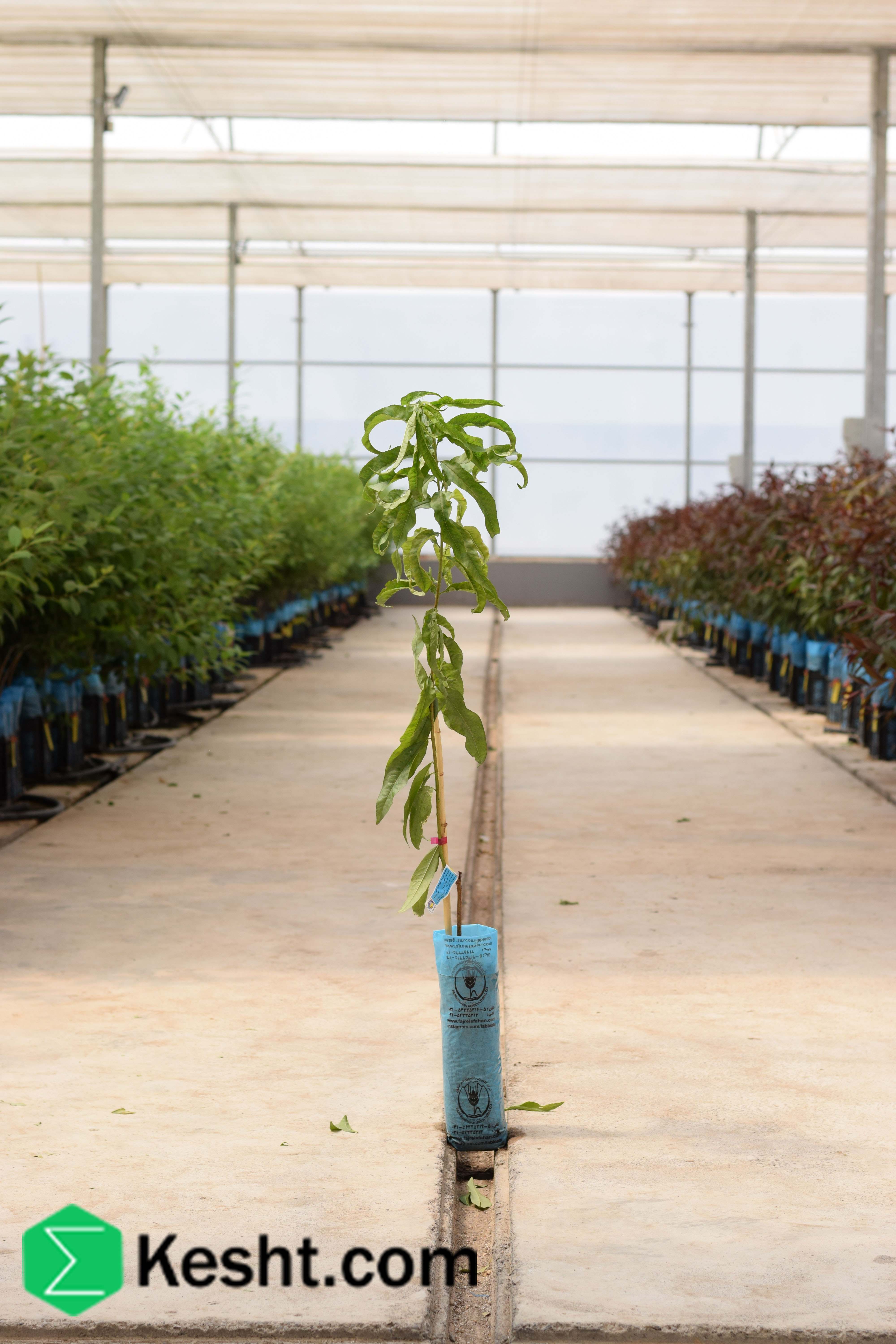 نهال بلولیبل هلو رقم SPRINGCREST