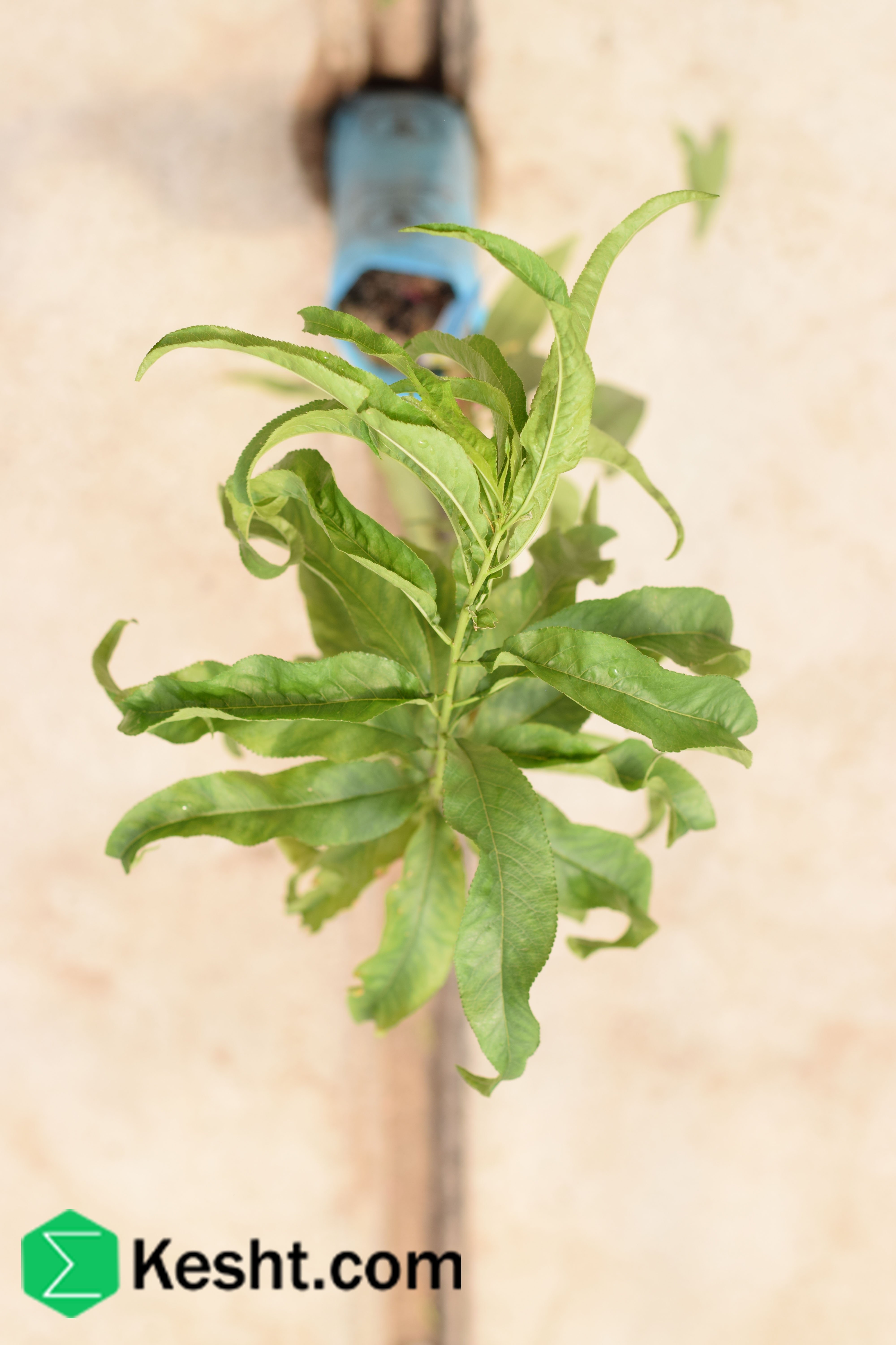 نهال بلولیبل هلو رقم SPRINGCREST