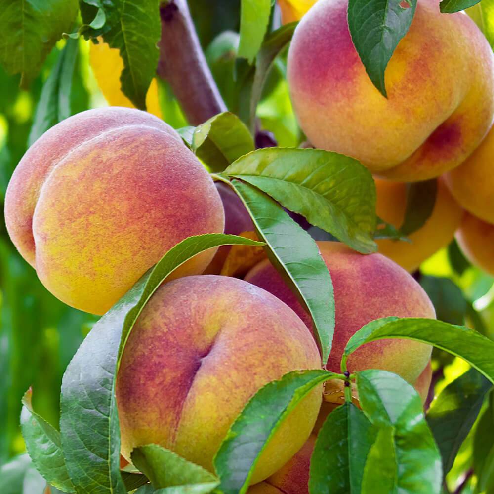 نهال بلولیبل هلو رقم J. H. HALE