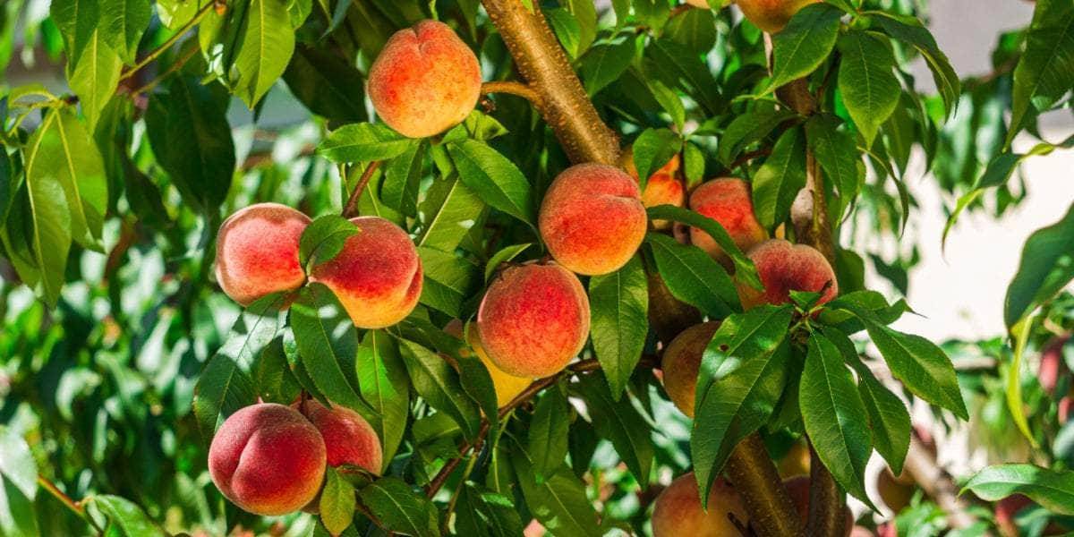 نهال بلولیبل هلو رقم SPRINGTIME