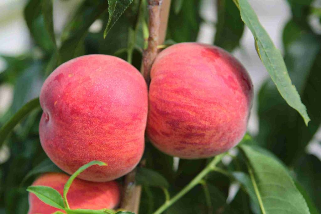 نهال بلولیبل هلو رقم EARLY RED HAVEN