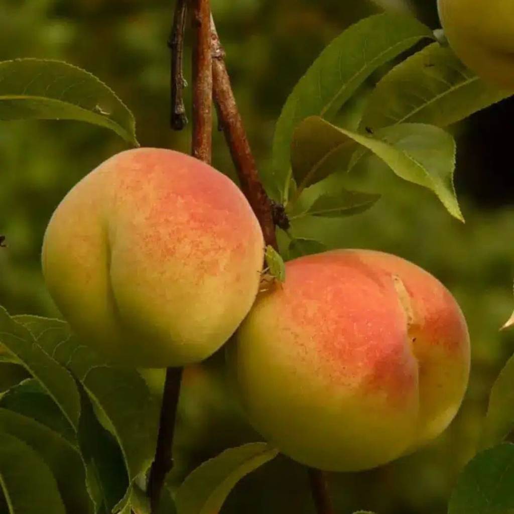 نهال بلولیبل هلو رقم BABY GOLD 6